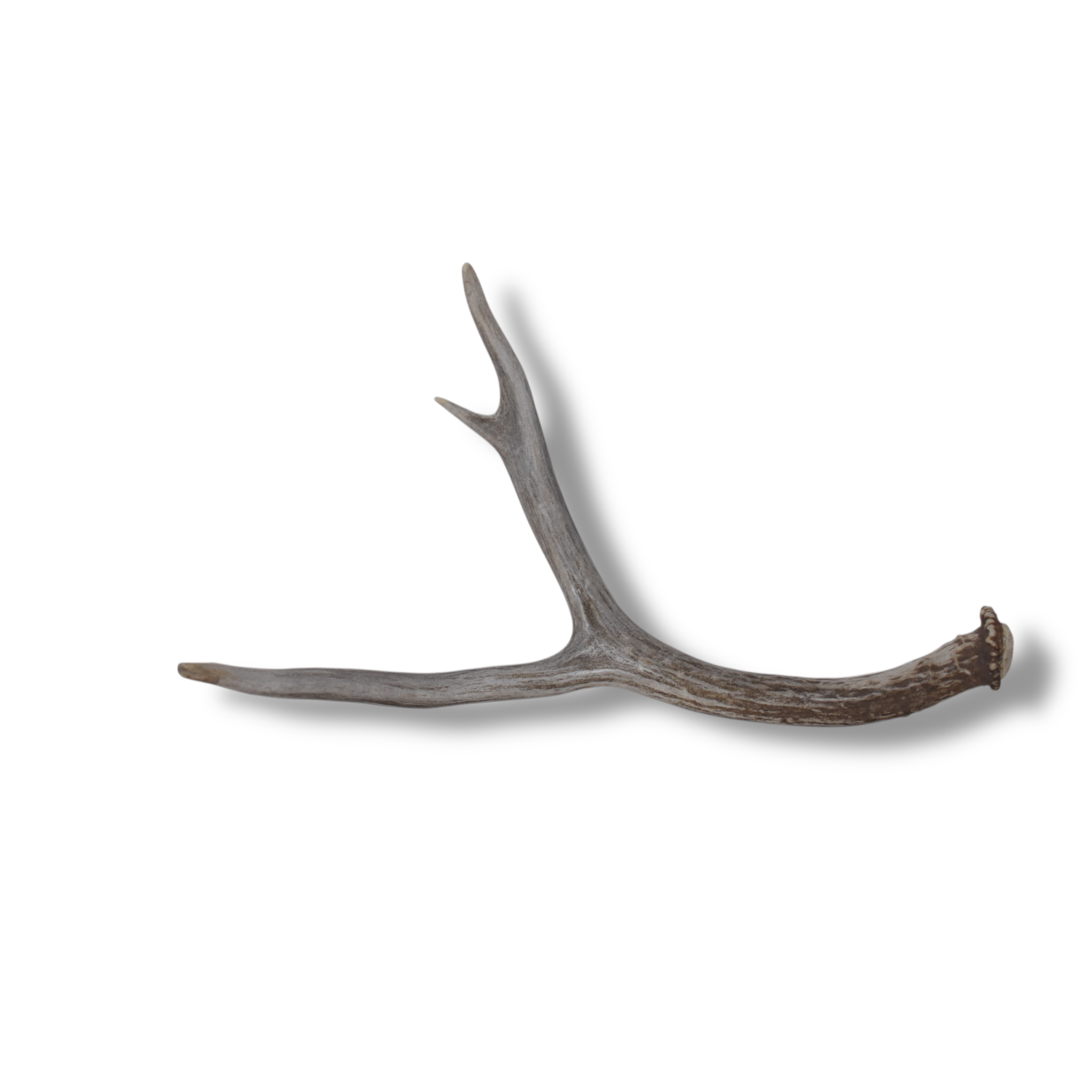 Mule Deer Antler | Medium Size | 60