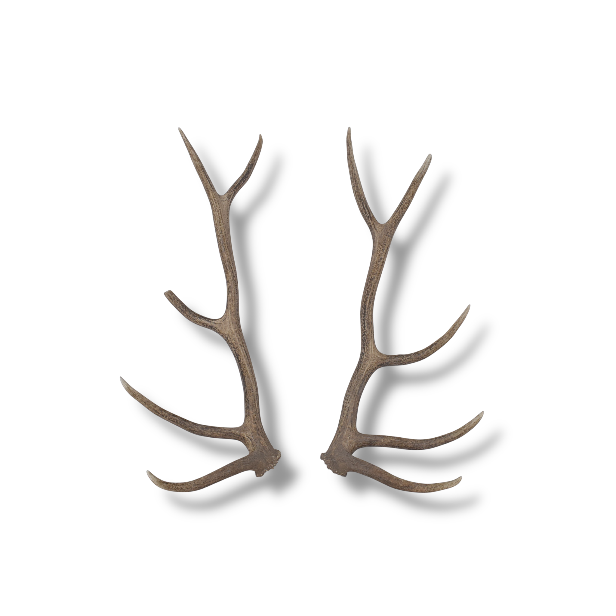 Elk Antler Set | Large | 145