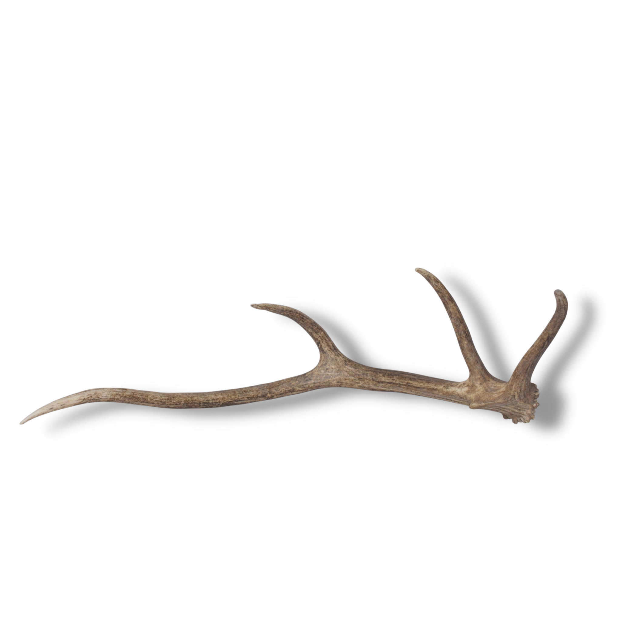 Elk Antler | Small Size | 141