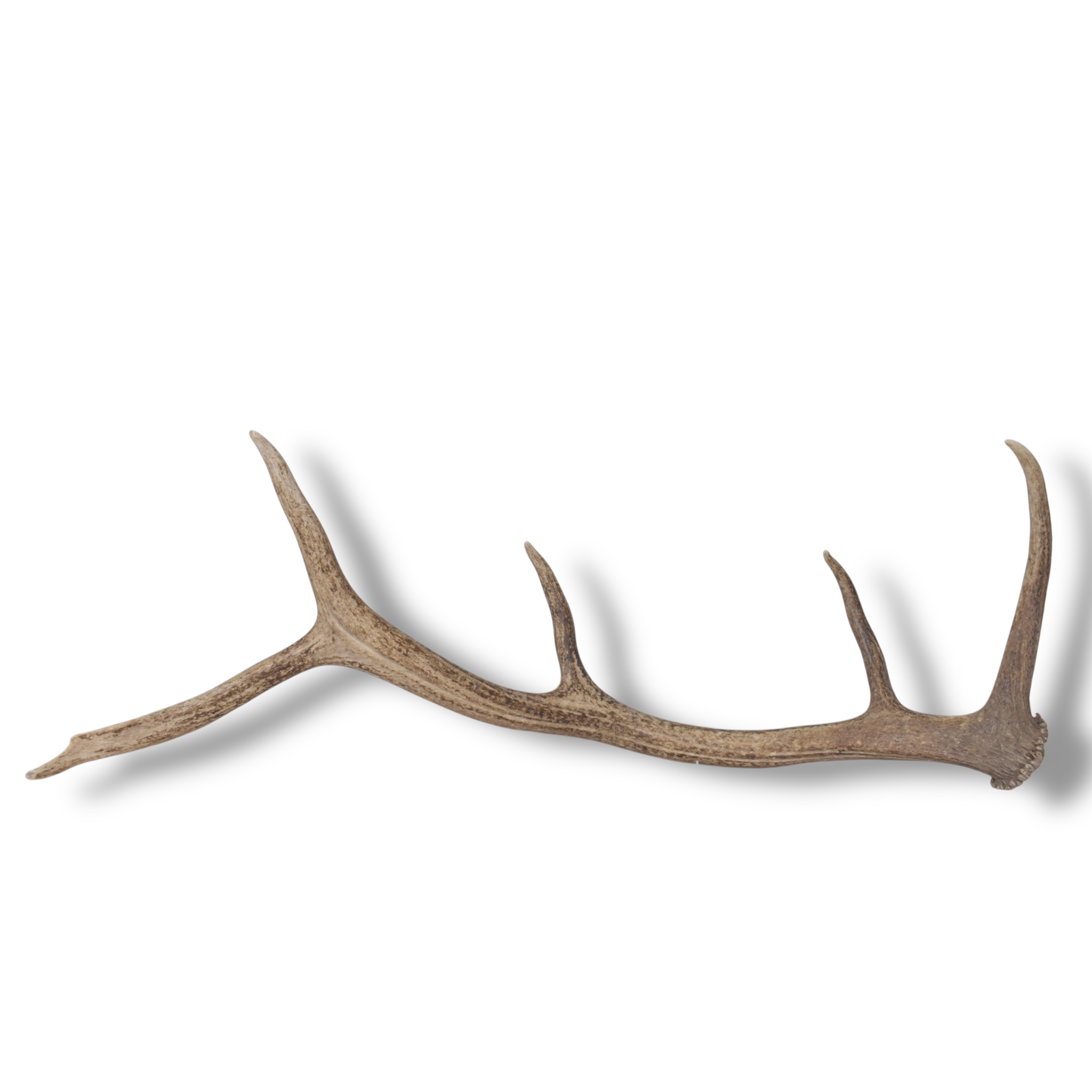 Elk Antler | Medium Size | 142