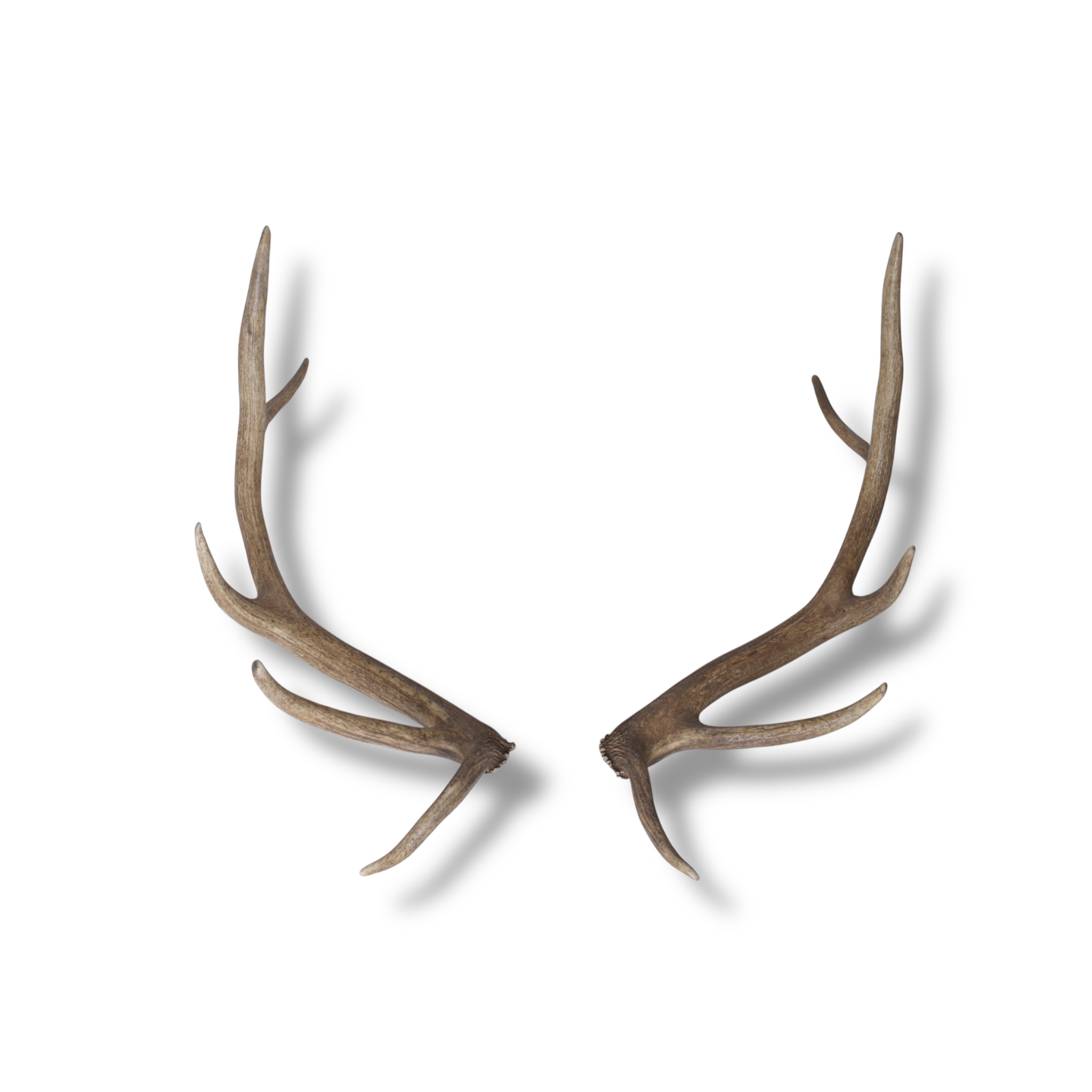 Elk Antler Set | Small | 136
