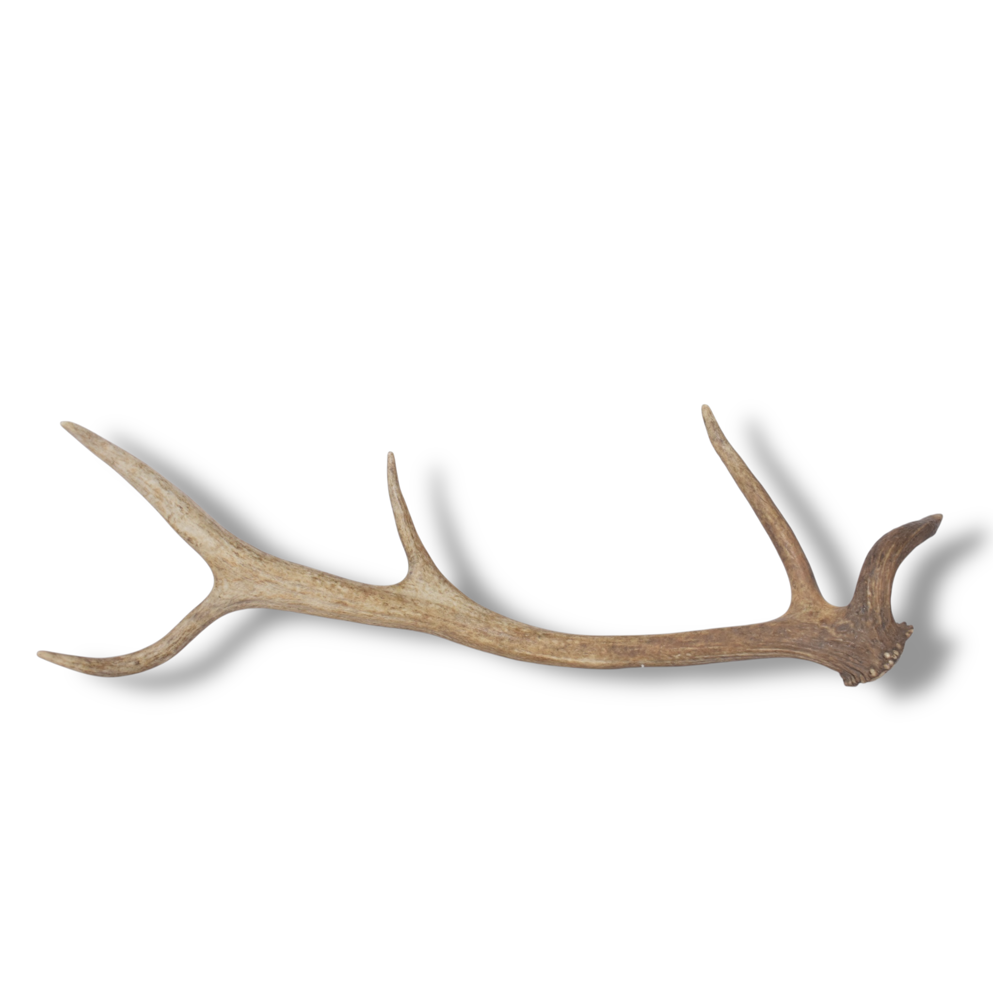 Elk Antler | Small Size | 138