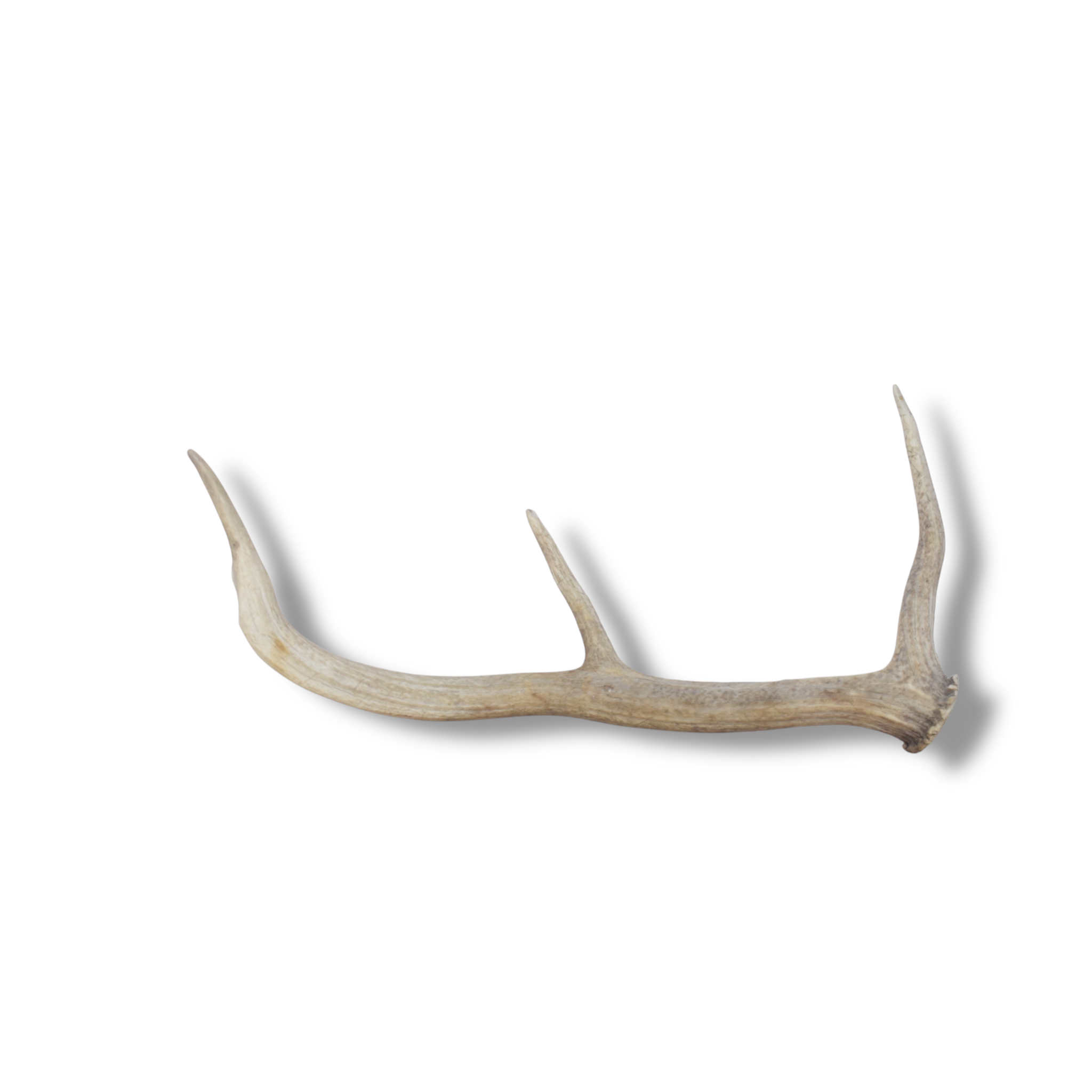 Elk Antler | Small Size | 126