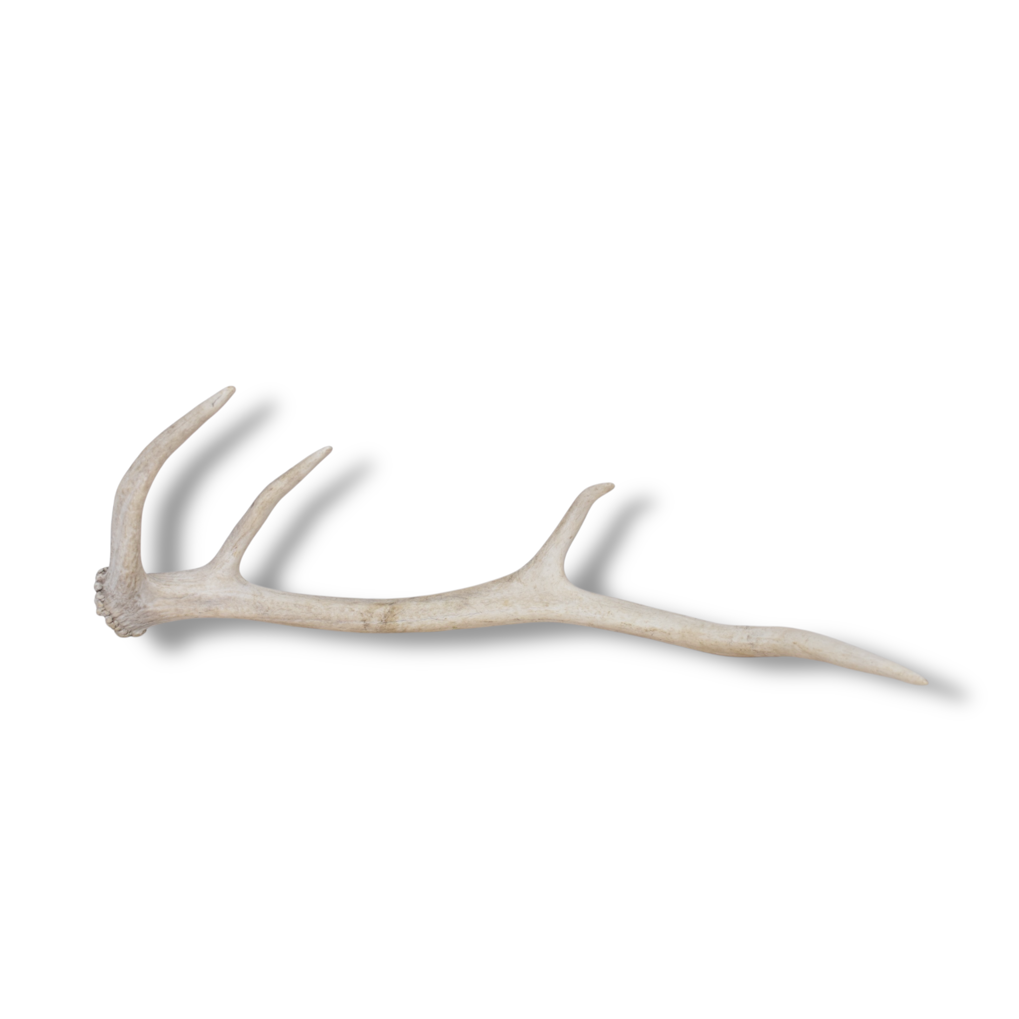 Elk Antler | Small Size | 143