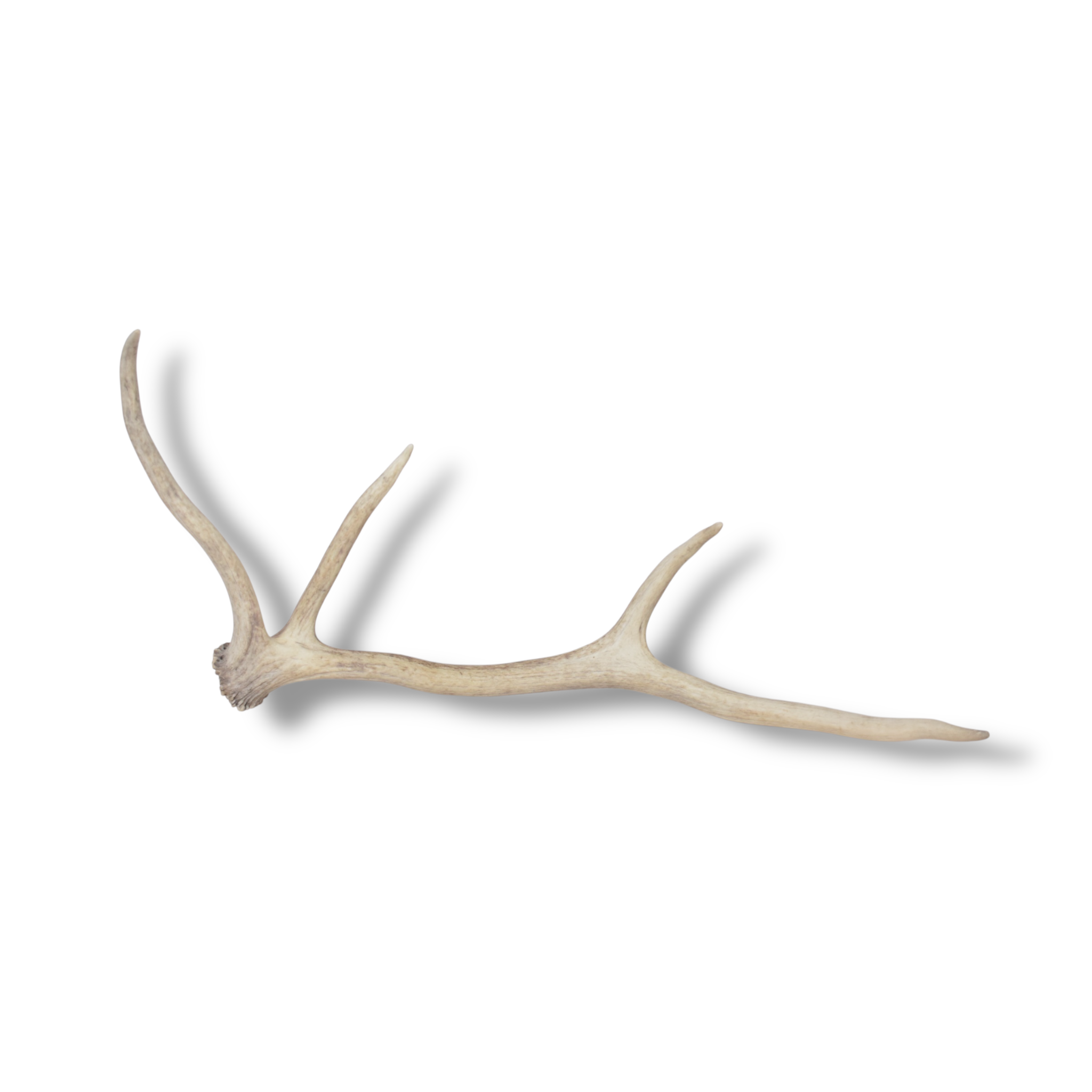 Elk Antler | Small Size | 131