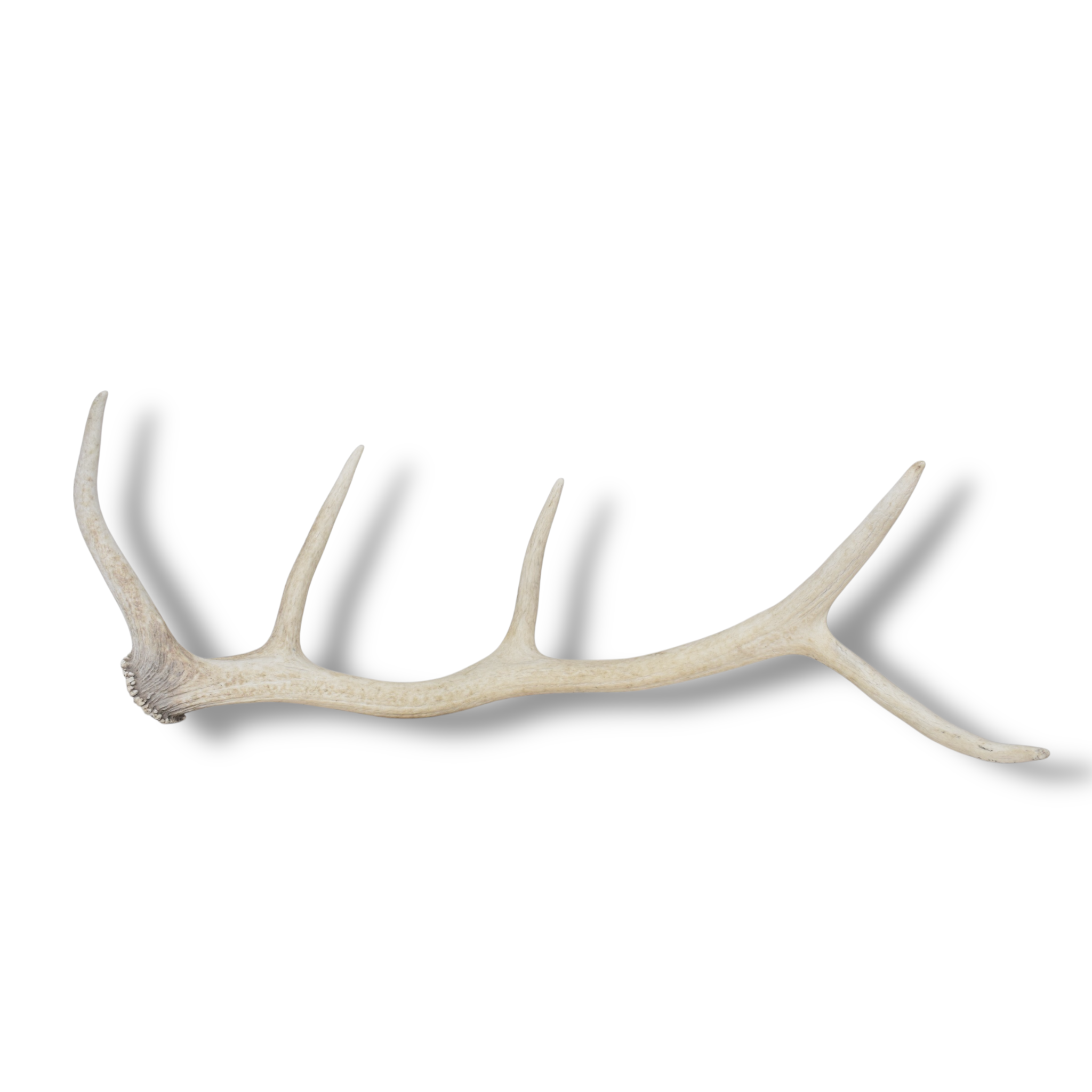 Elk Antler | Small Size | 123