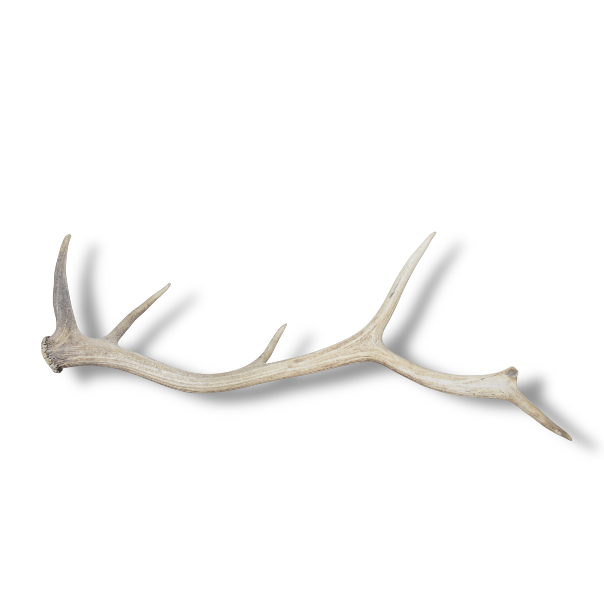 Elk Antler | Large Size | 124