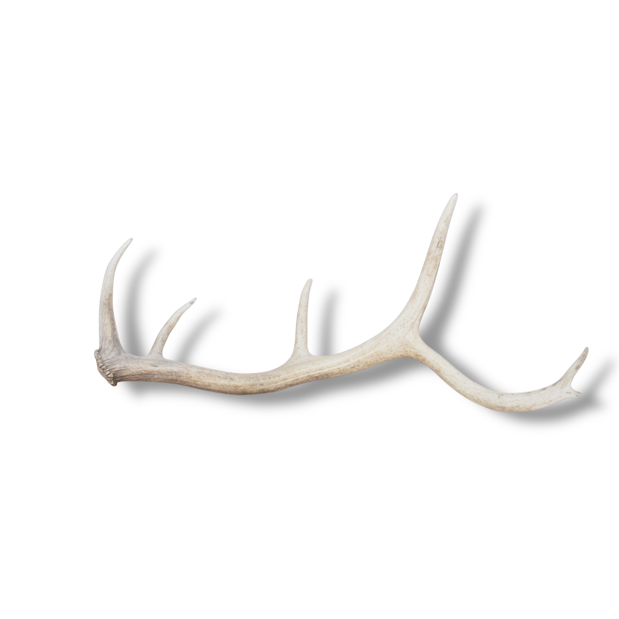 Elk Antler | Small Size | 125