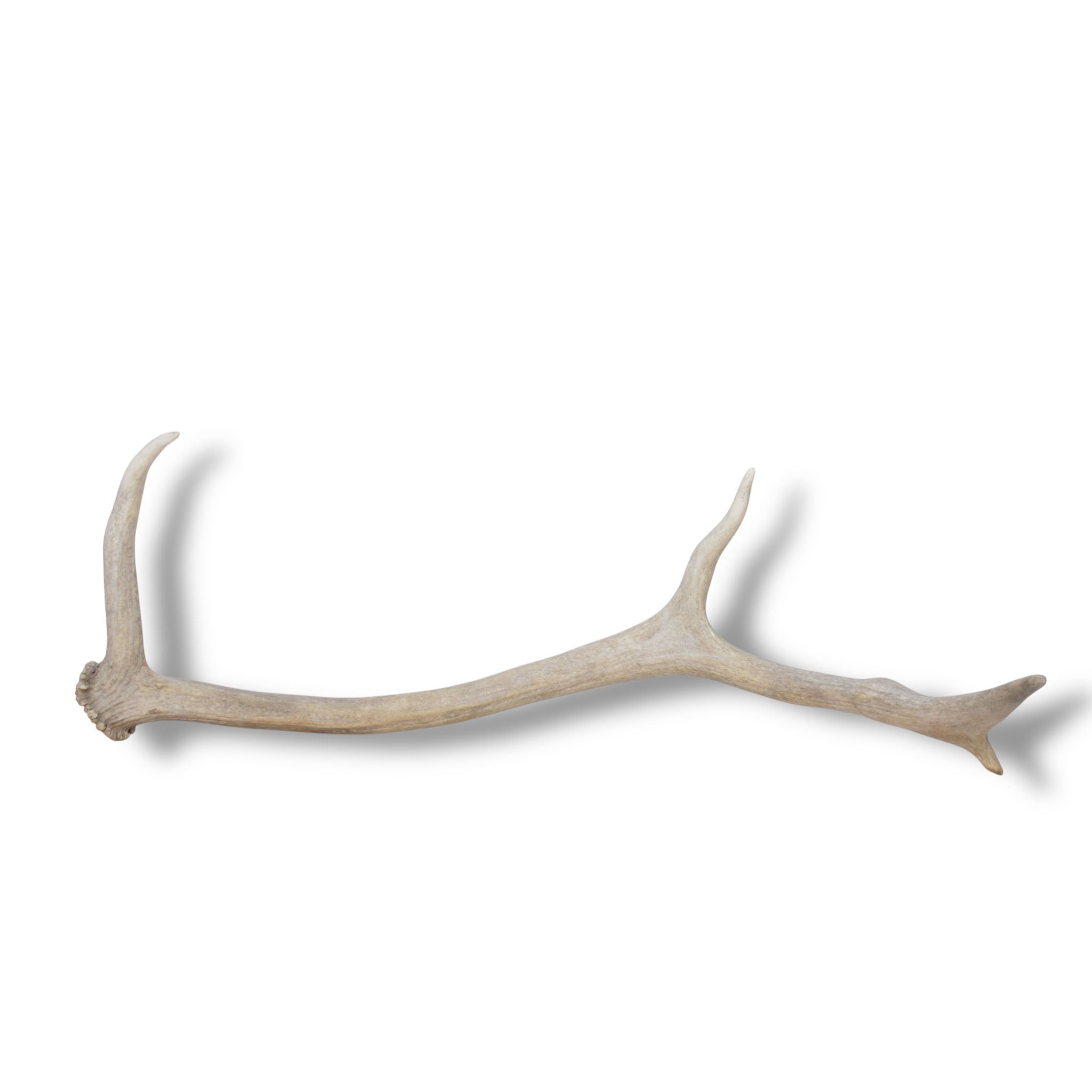 Elk Antler | Small Size | 130