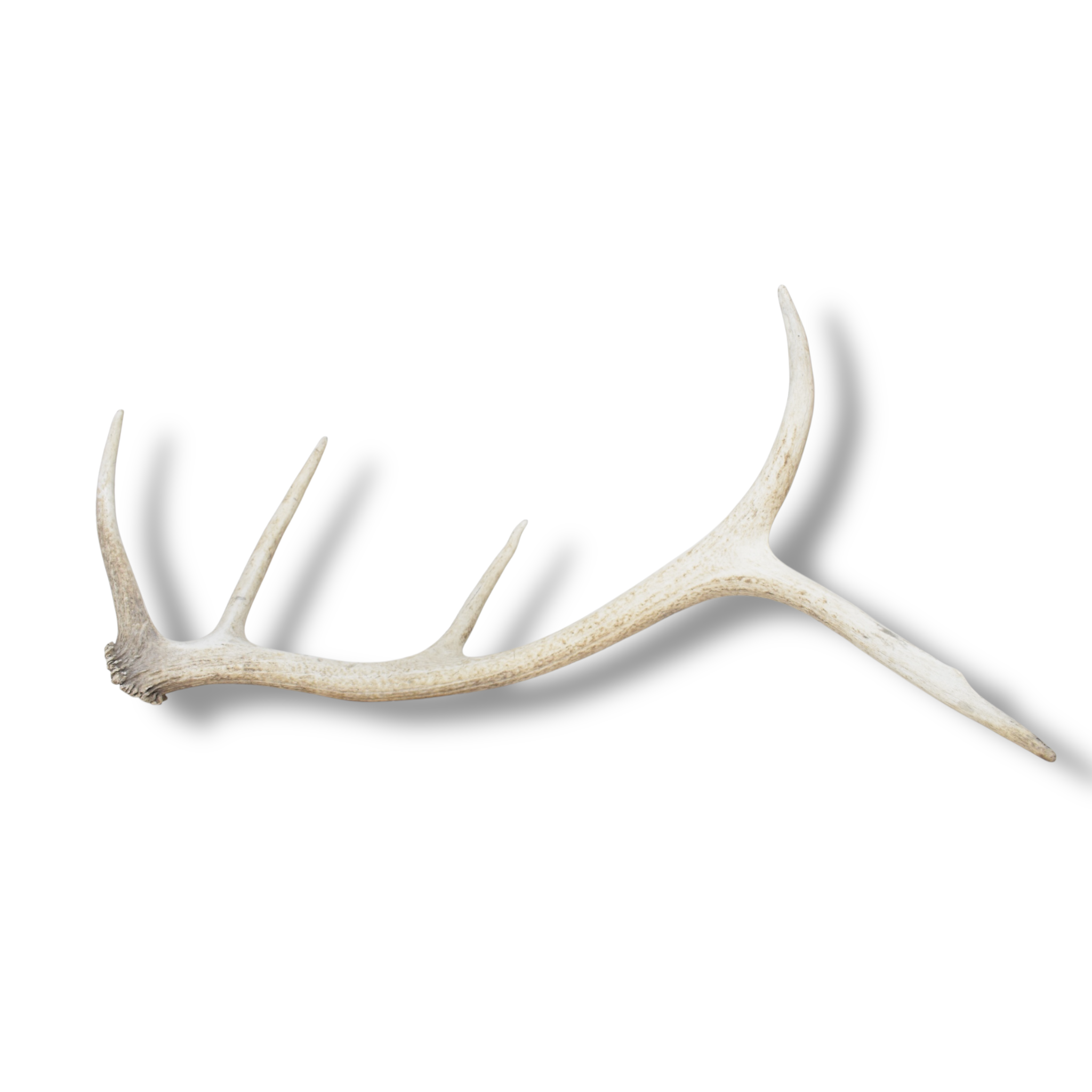Elk Antler | Medium Size | 121