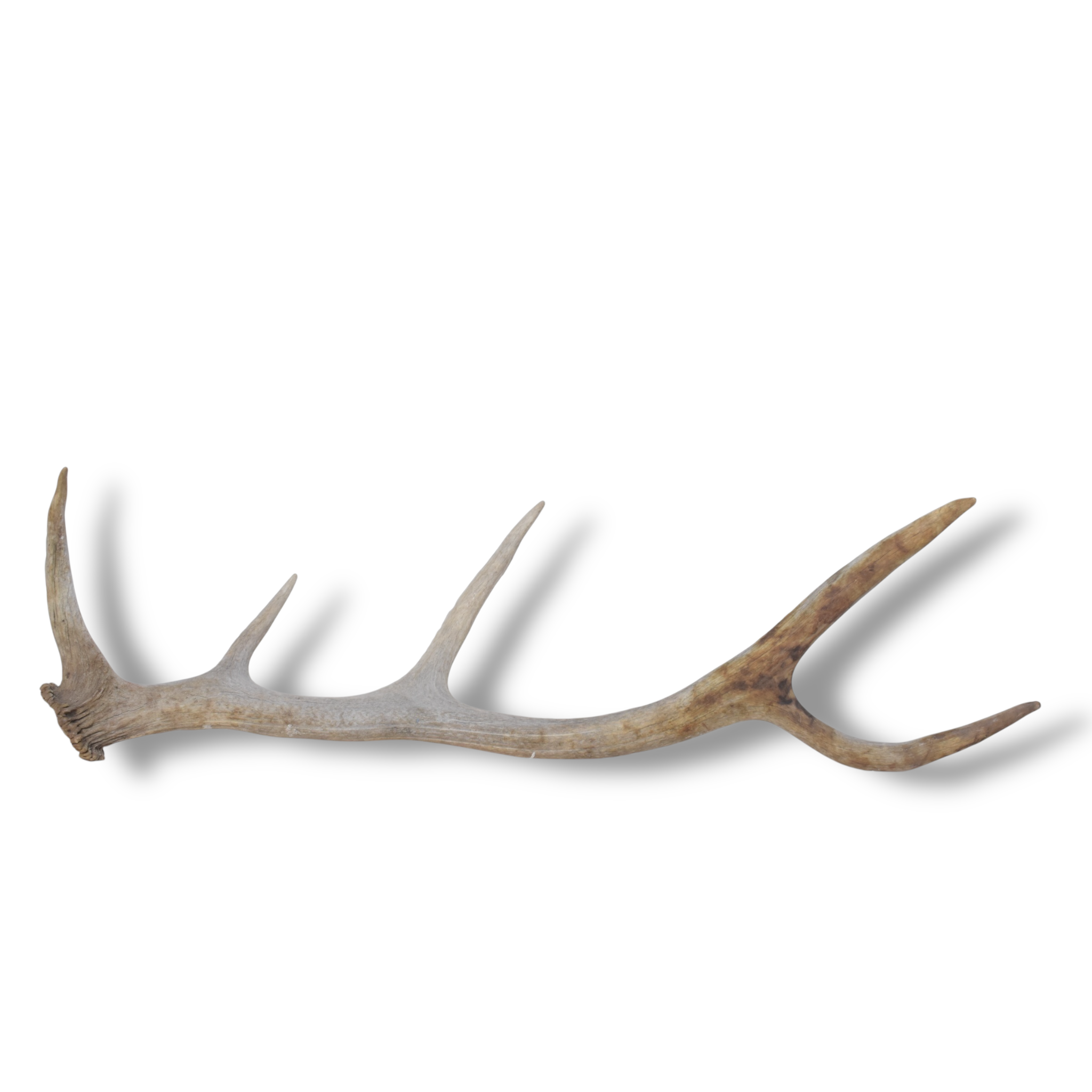 Elk Antler | Small Size | 152