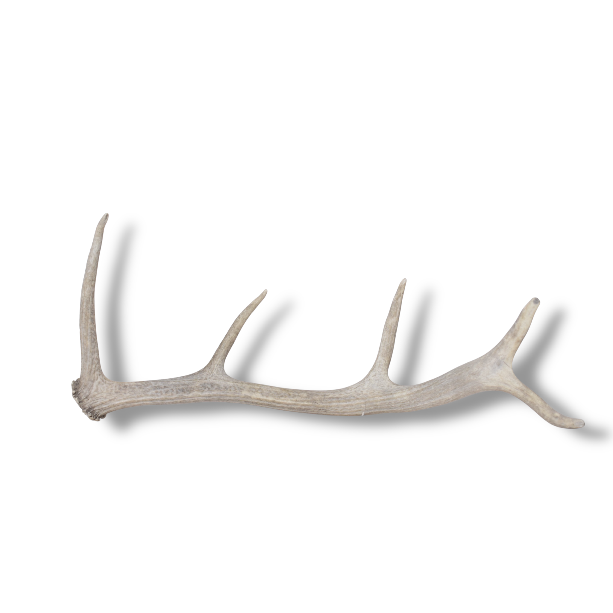 Elk Antler | Small Size | 133
