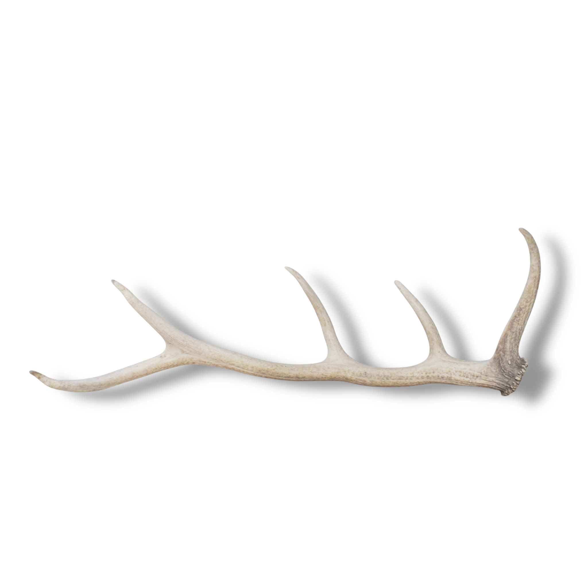 Elk Antler | Medium Size | 122