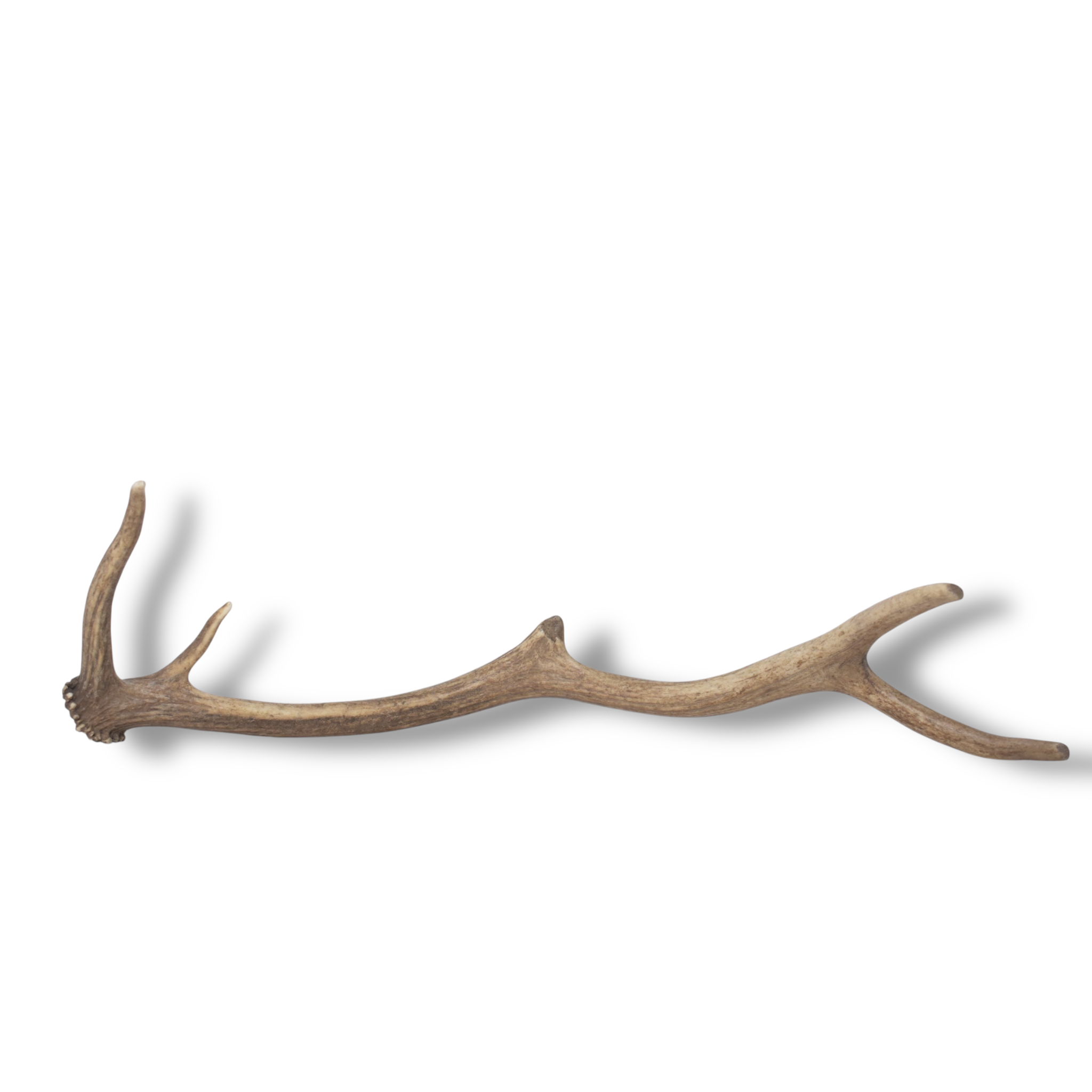 Elk Antler | Small Size | 150