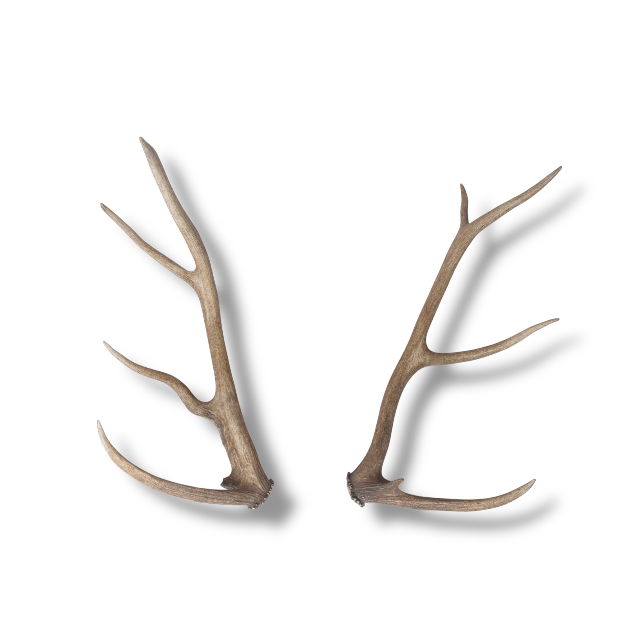 Elk Antler Set | Small | 151