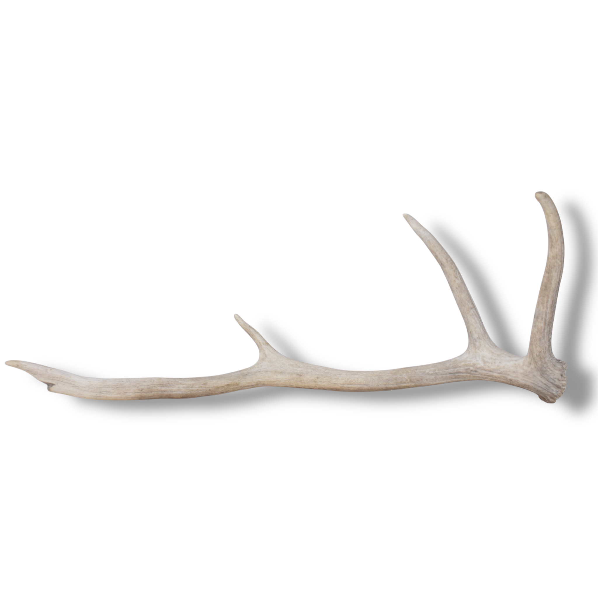 Elk Antler | Small Size | 144