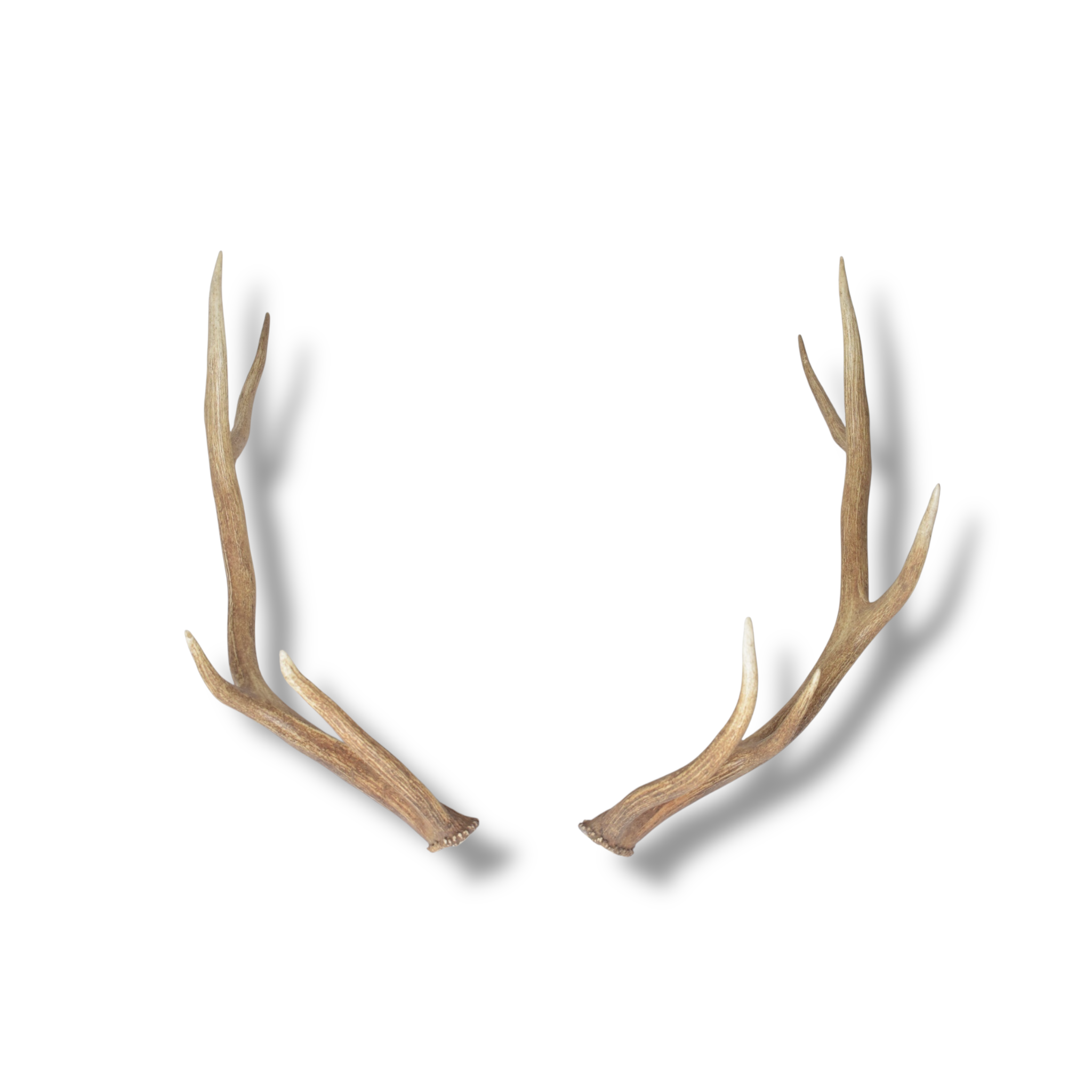 Elk Antler Set | Medium | 153