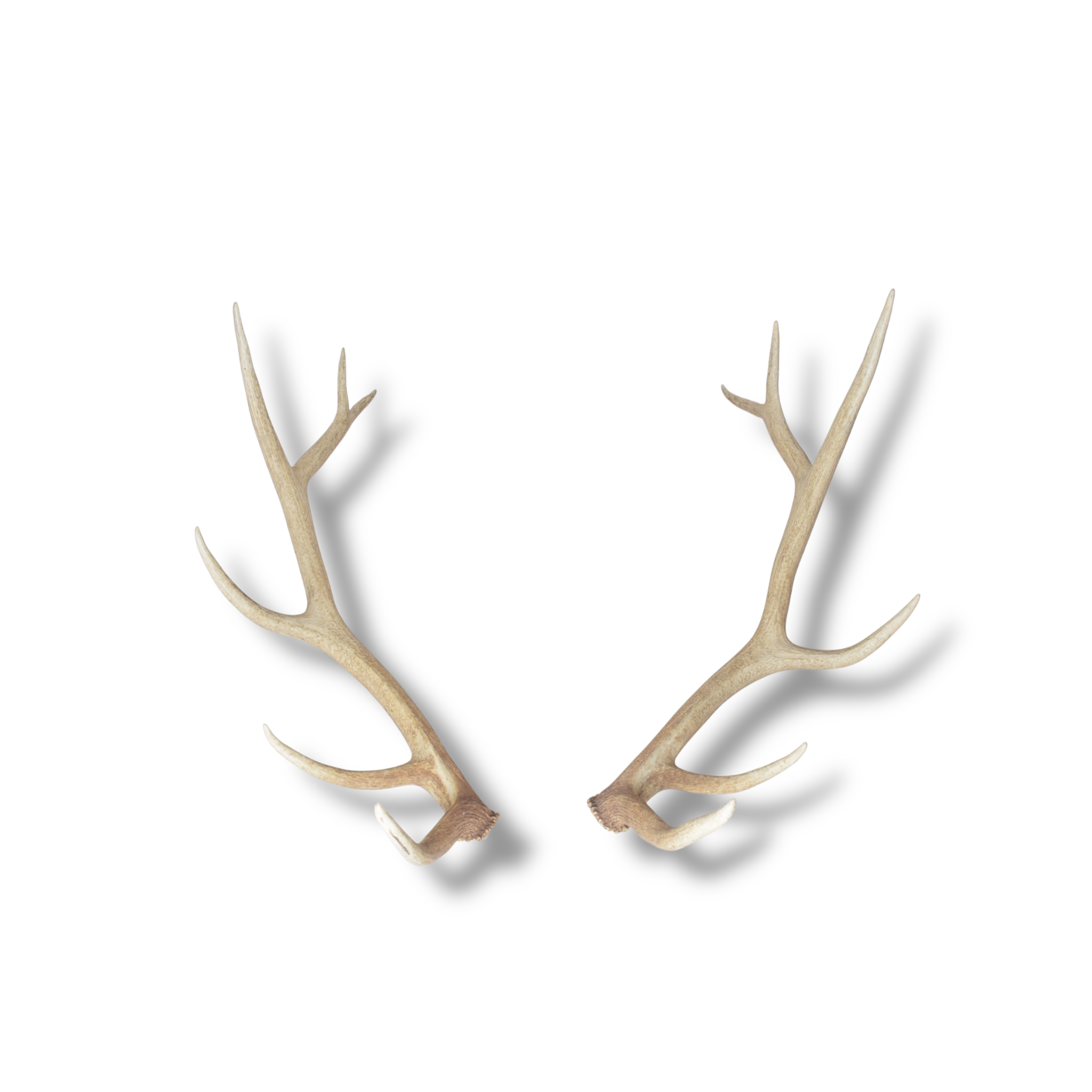 Elk Antler Set | Medium | 154