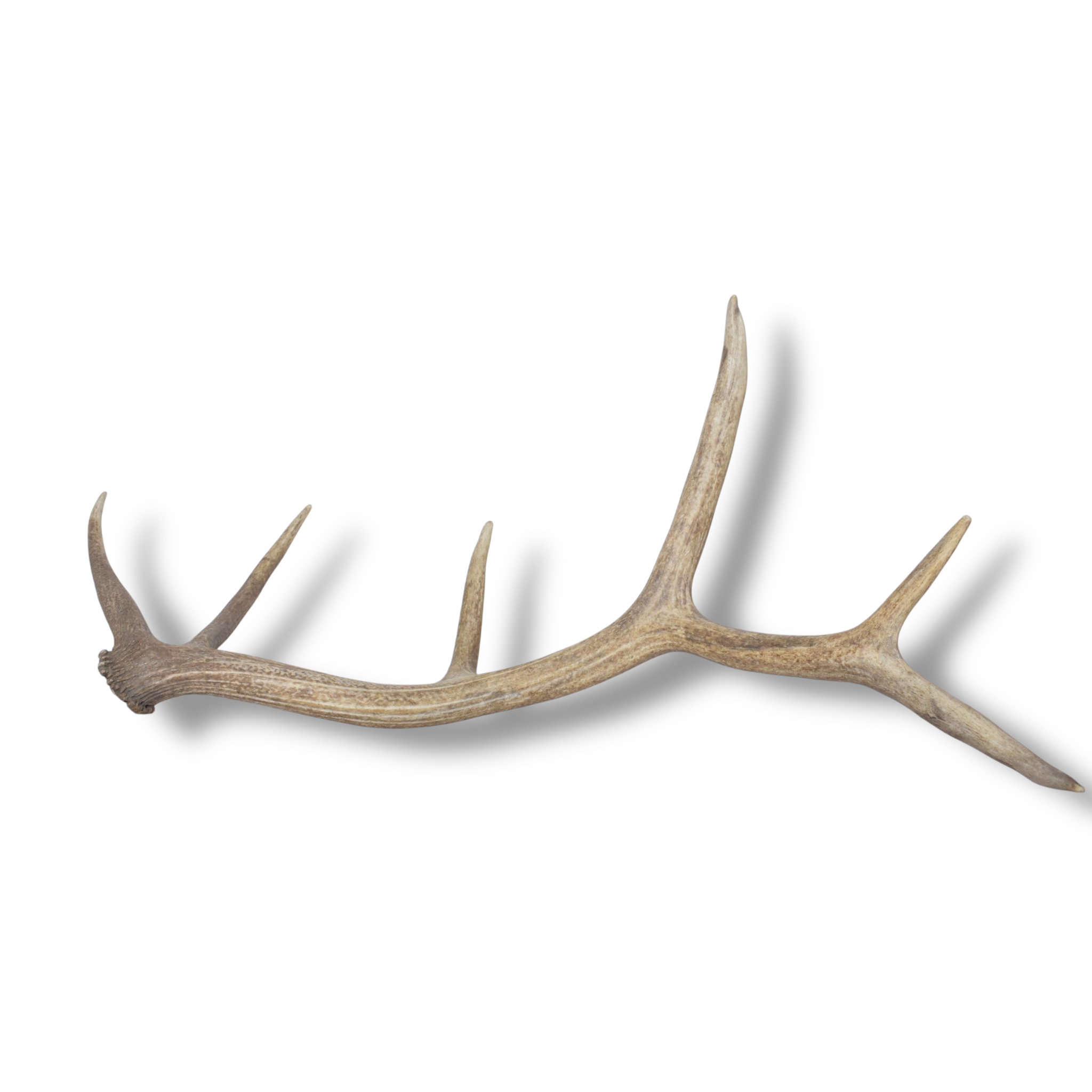 Elk Antler | Medium Size | 160