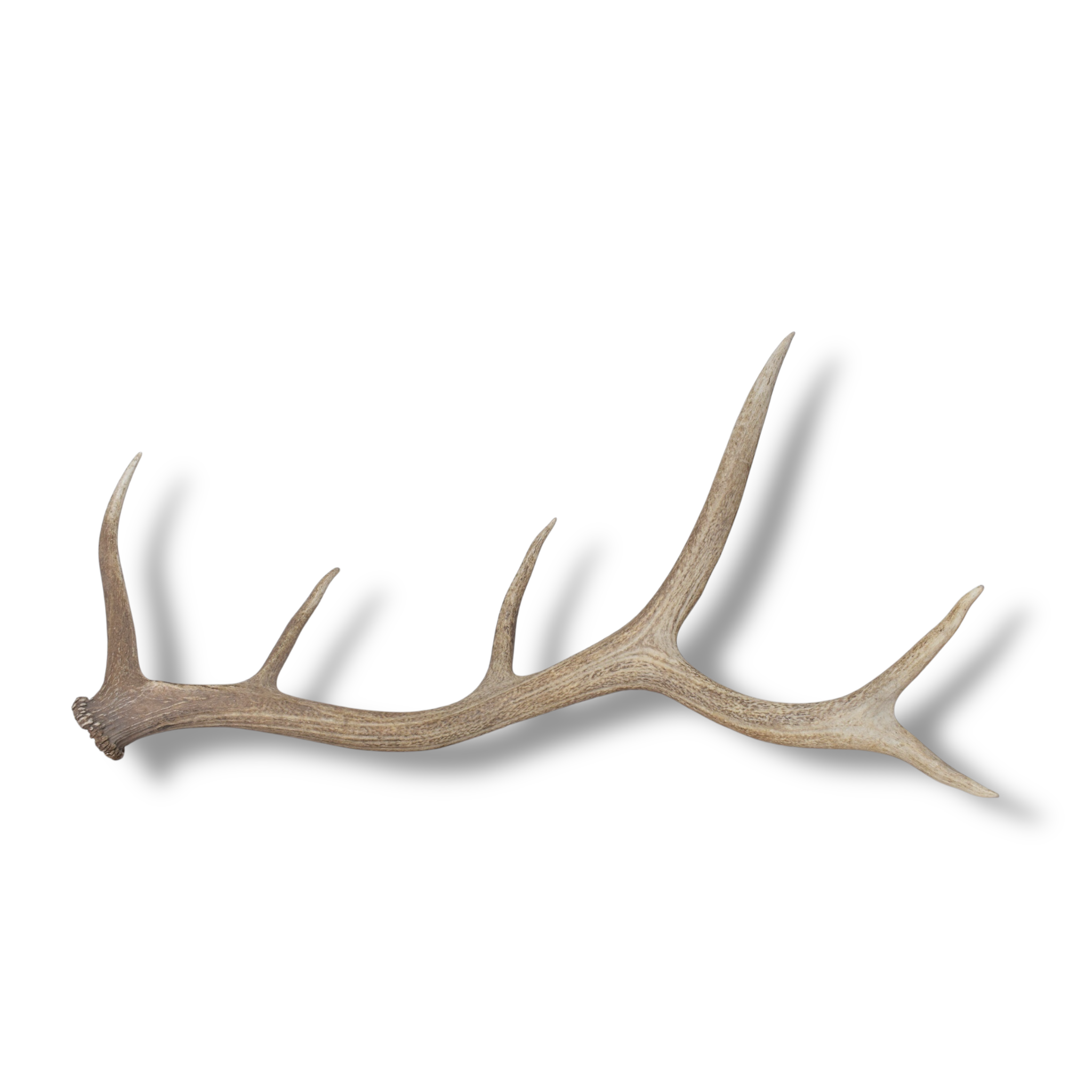 Elk Antler | Large Size | 161