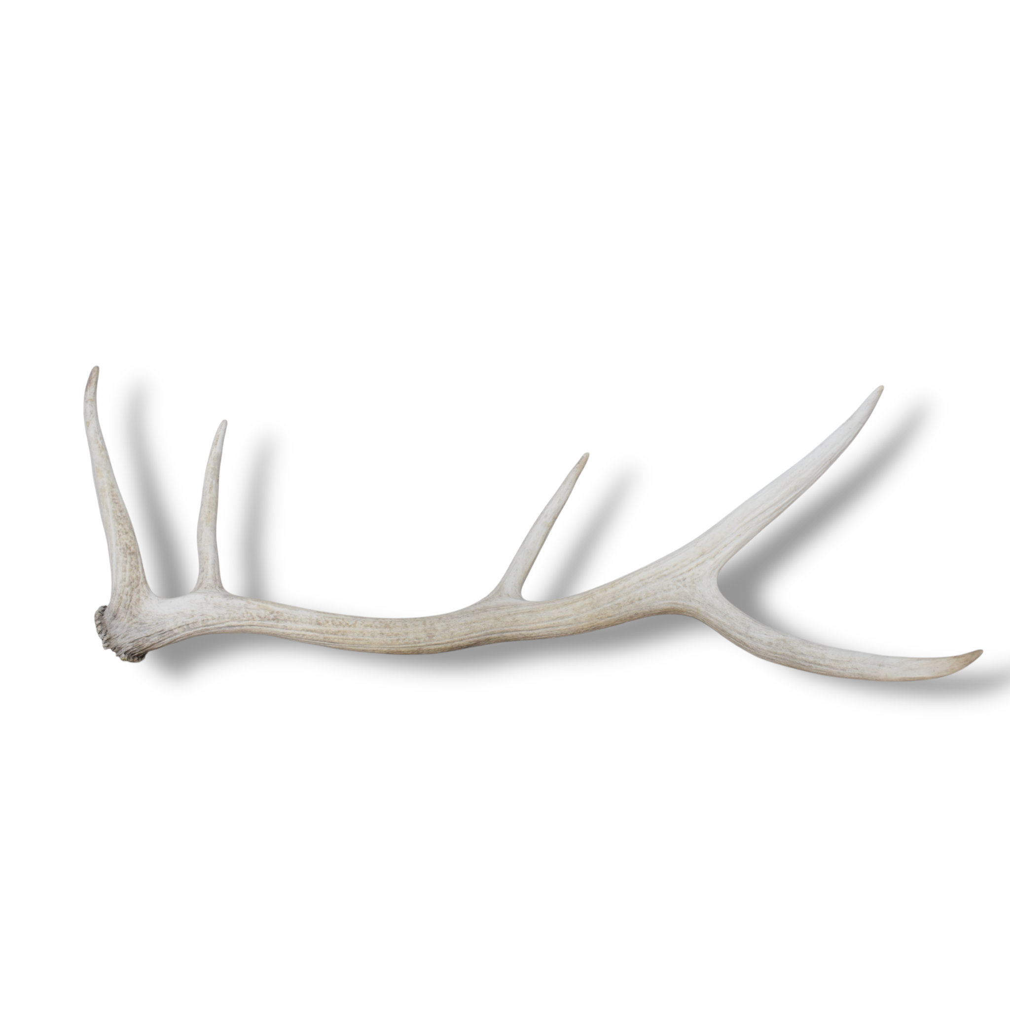 Elk Antler | Medium Size | 162