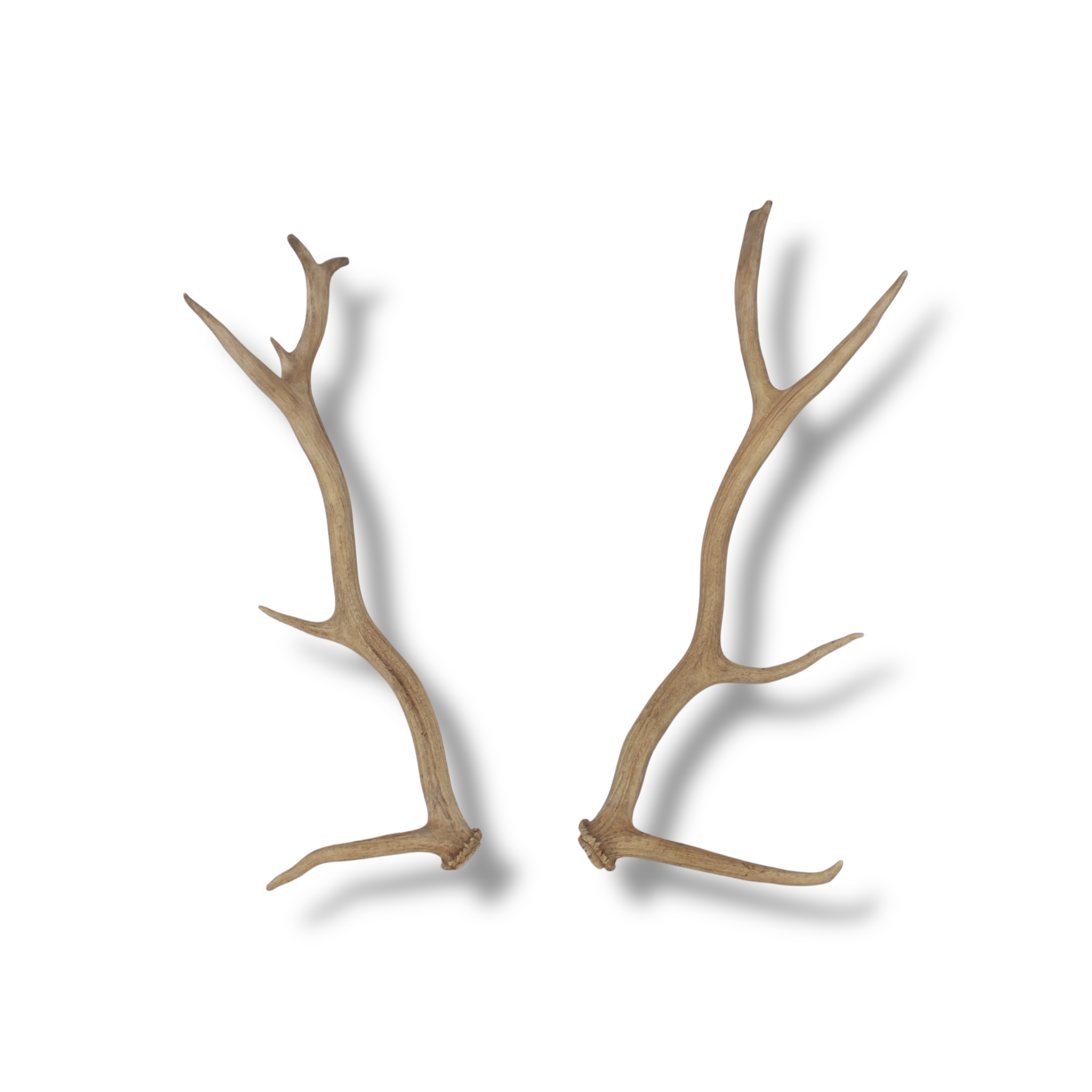 Elk Antler Set | Small | 163