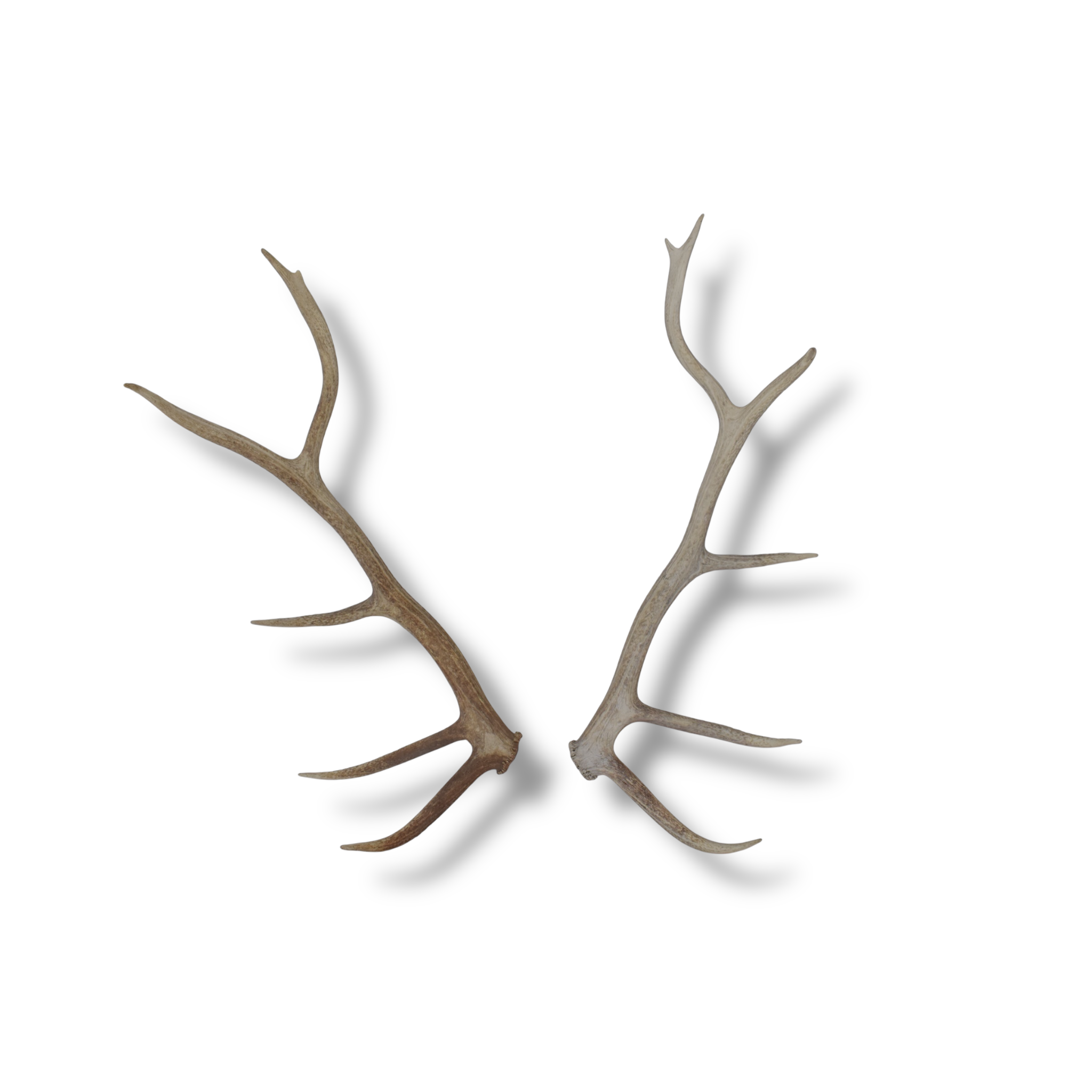 Elk Antler Set | Large | 164