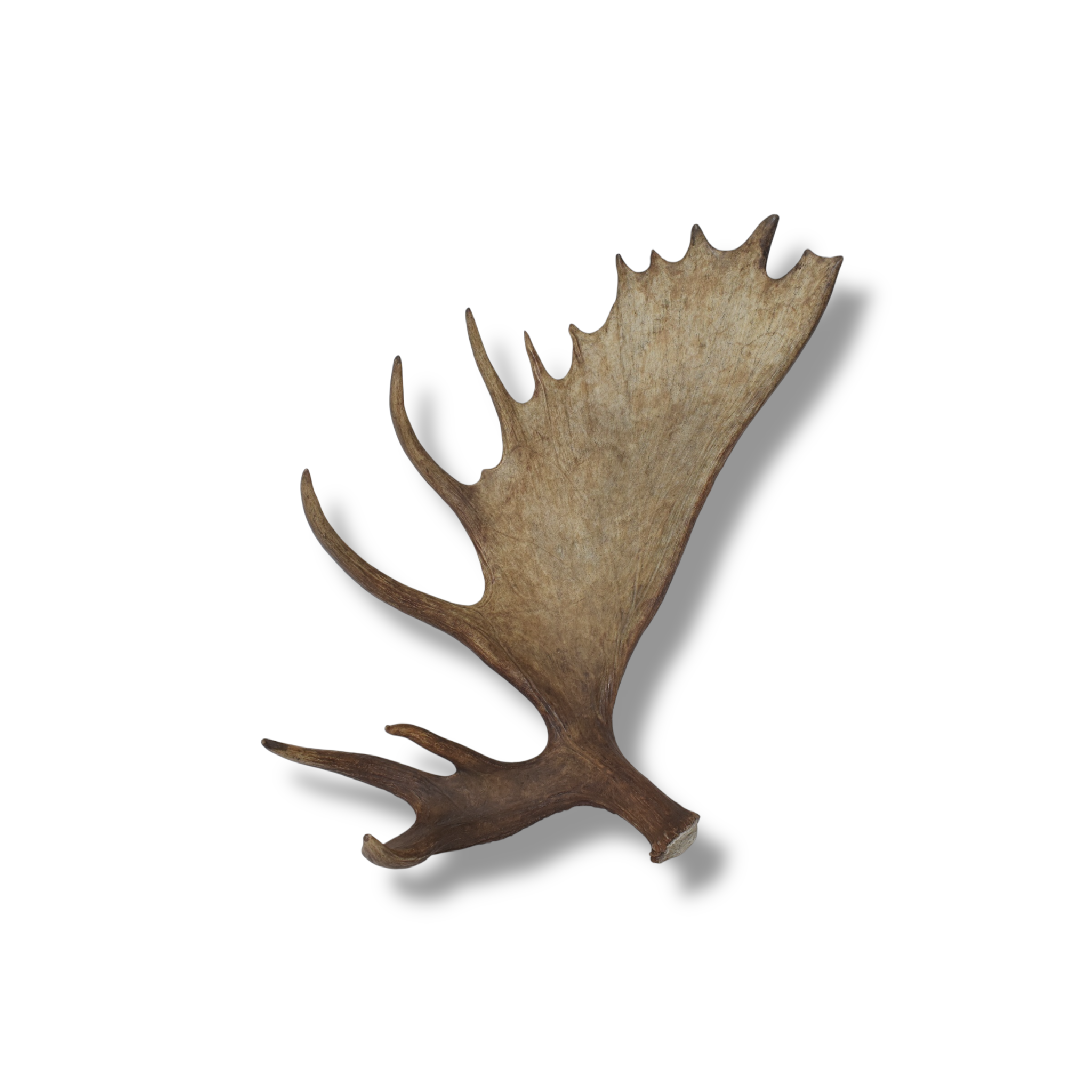 Moose Antler | Extra-Large | 14