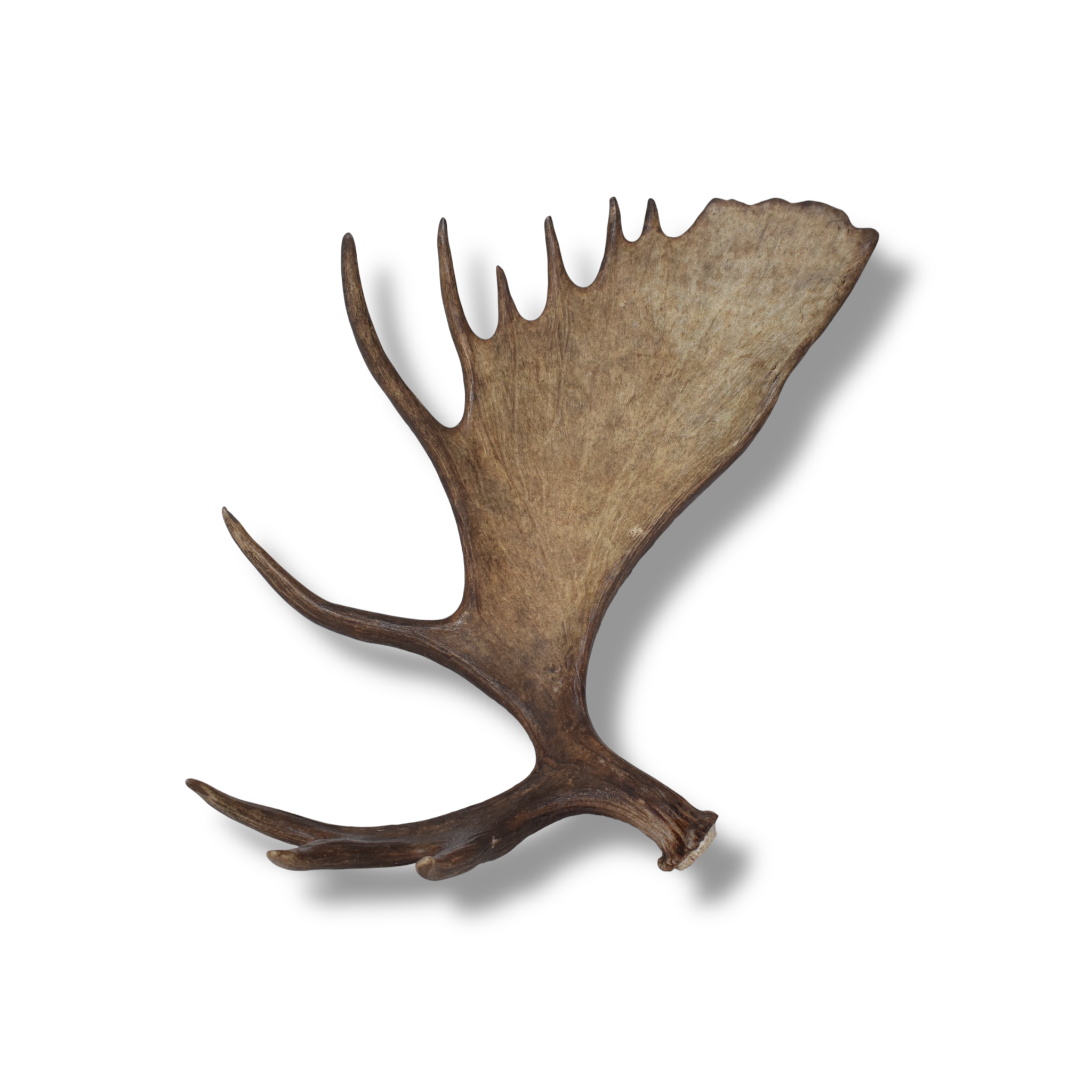 Moose Antler | Extra-Large | 13