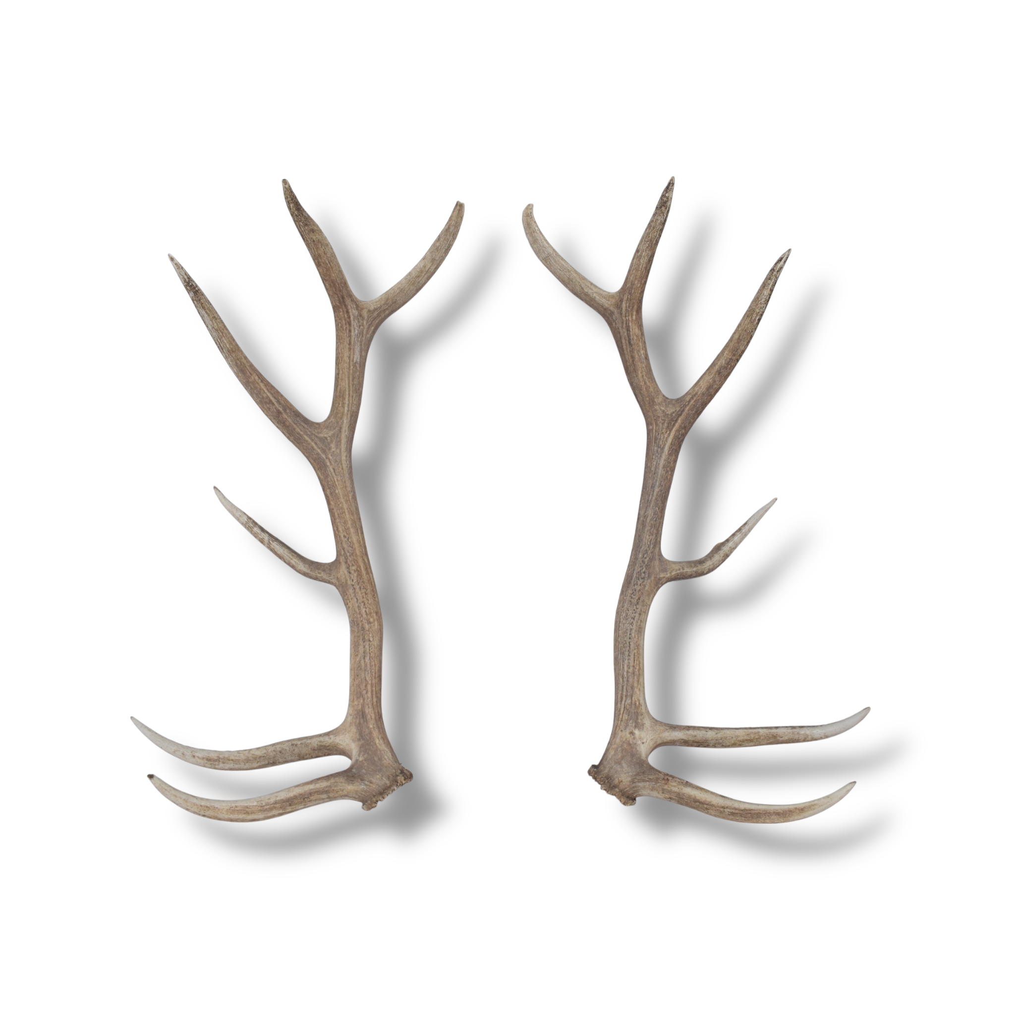 Elk Antler Set | Extra-Large | 166