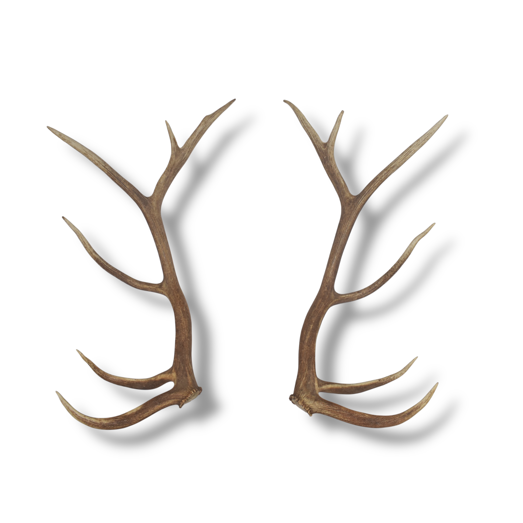 Elk Antler Set | Extra-Large | 167