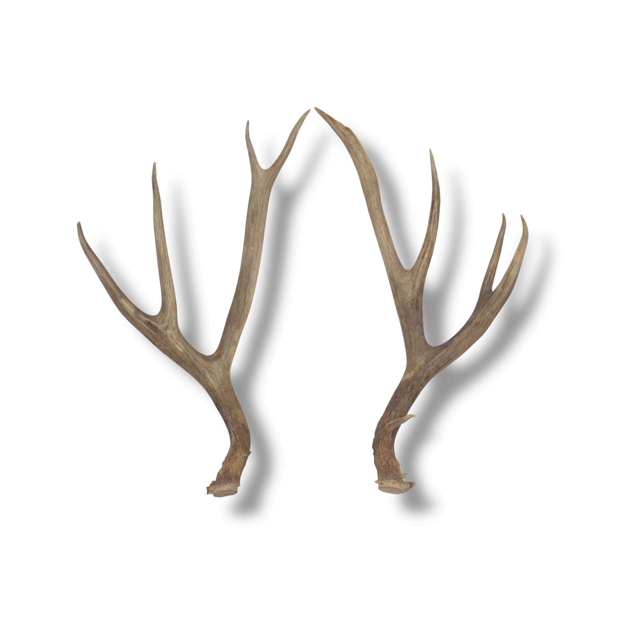 Mule Deer Antler Set | Large | 66