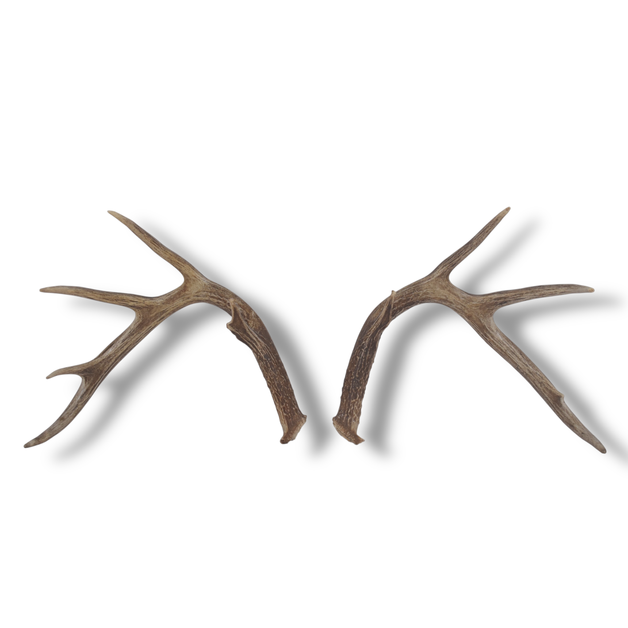 Whitetail Deer Antler Set | Large | 6