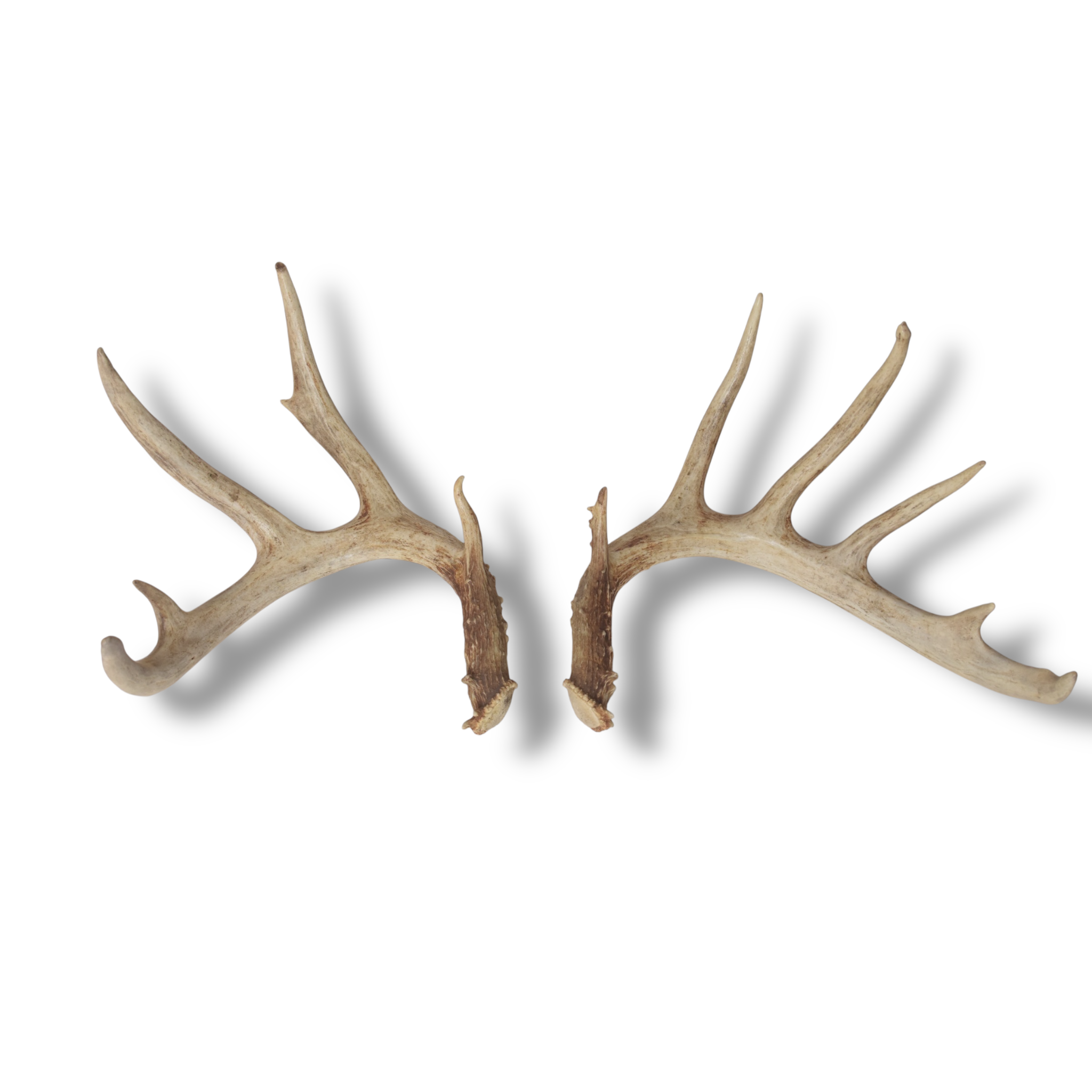 Whitetail Deer Antler Set | Large | 1