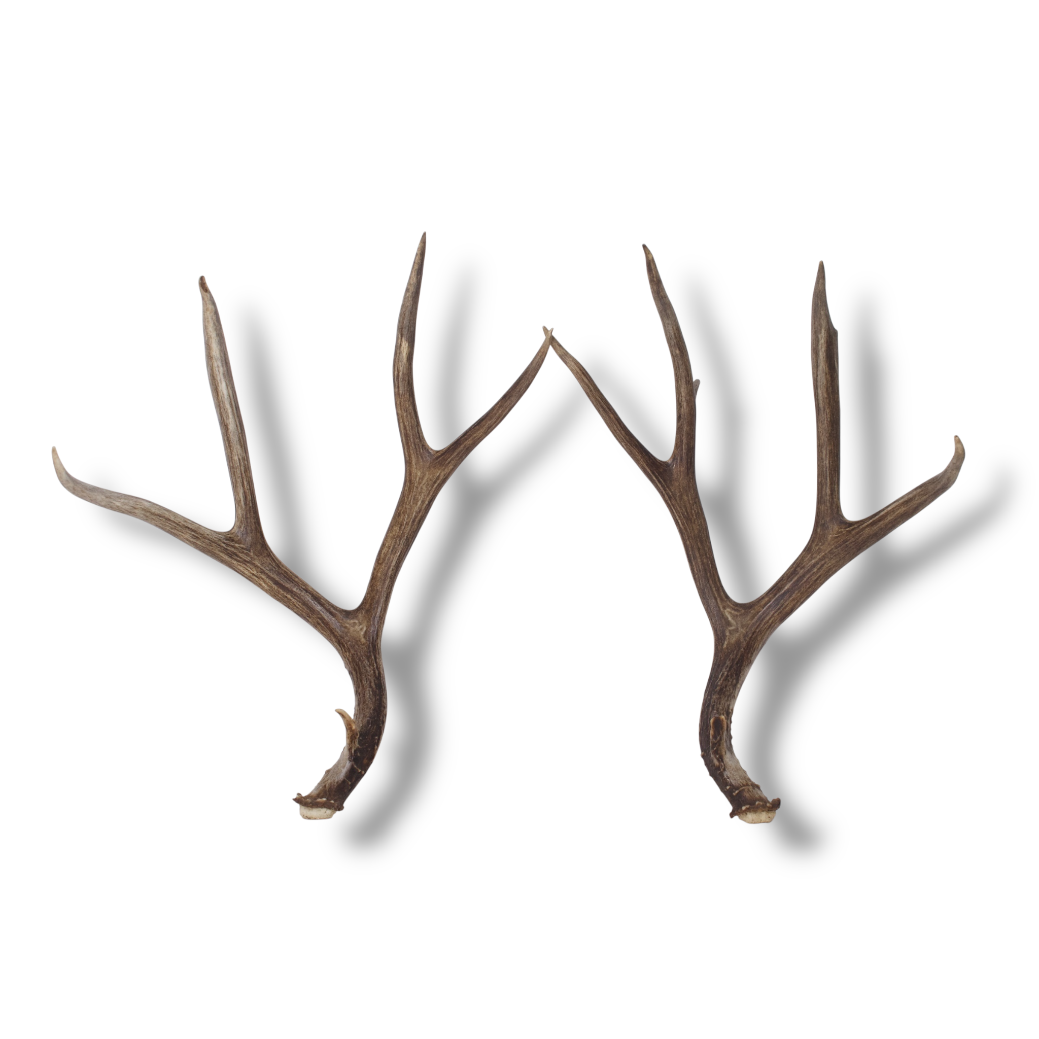 Mule Deer Antler Set | Large | 2