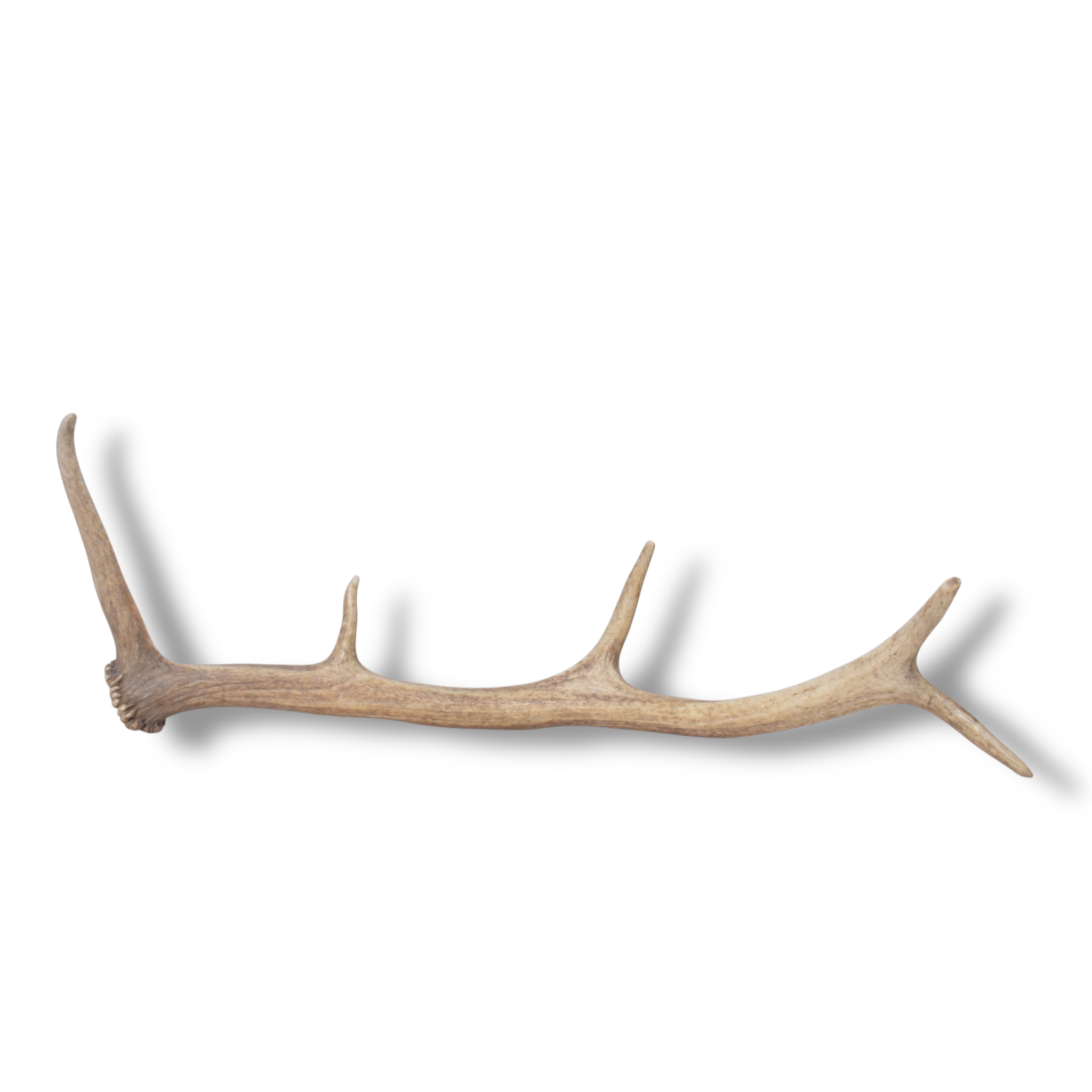 Elk Antler | Small Size | 173