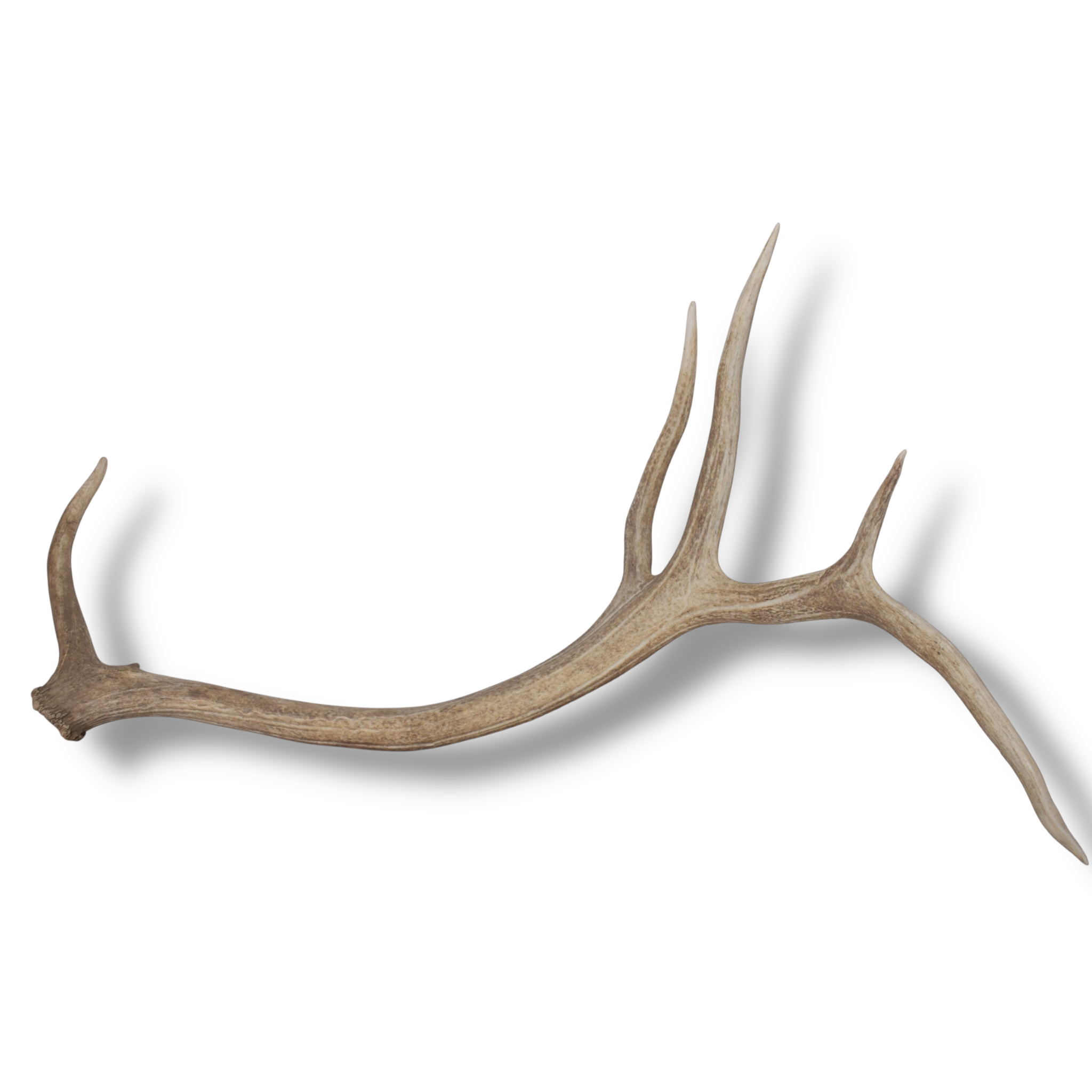 Elk Antler | Extra-Large Size | 175
