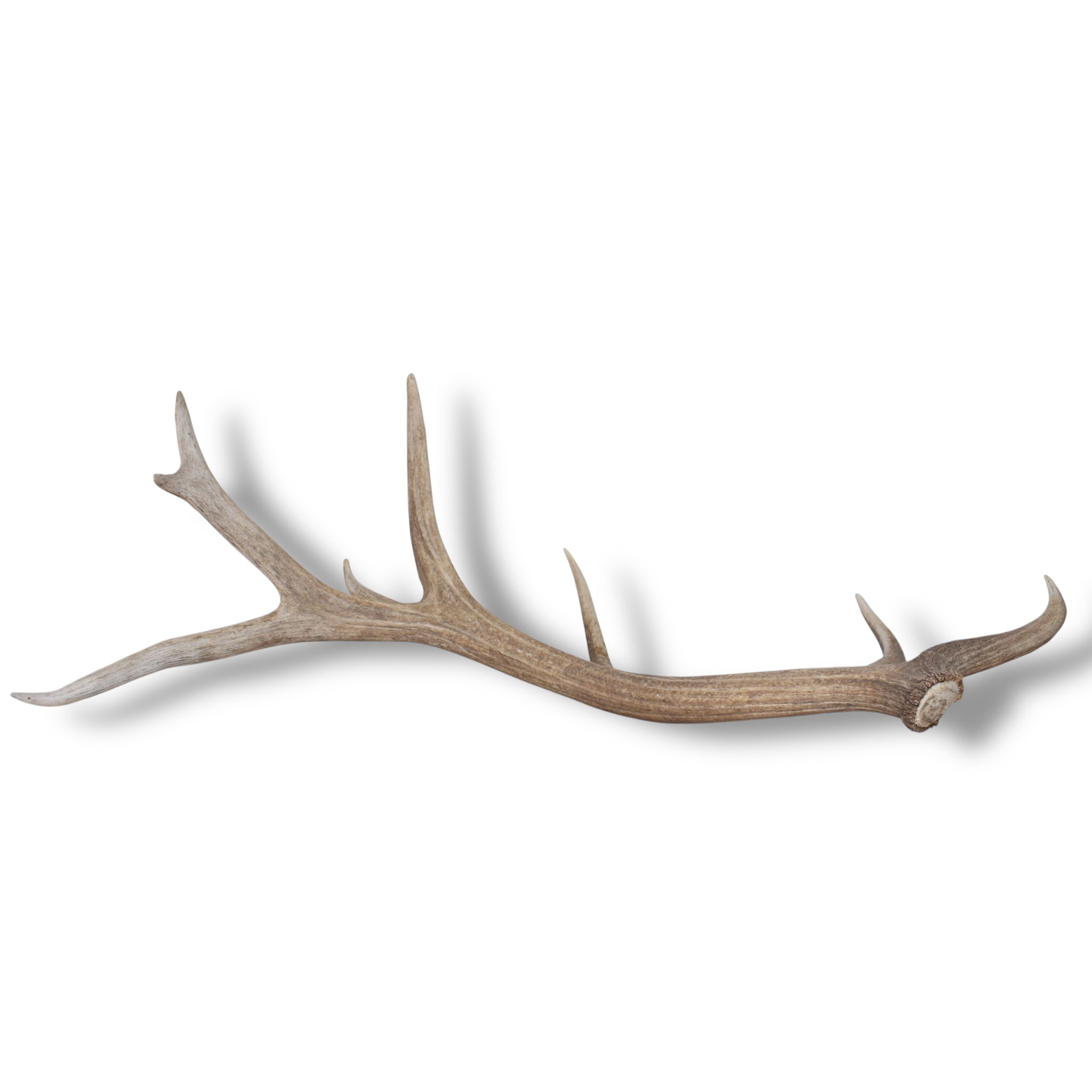 Elk Antler | Extra-Large Size | 176