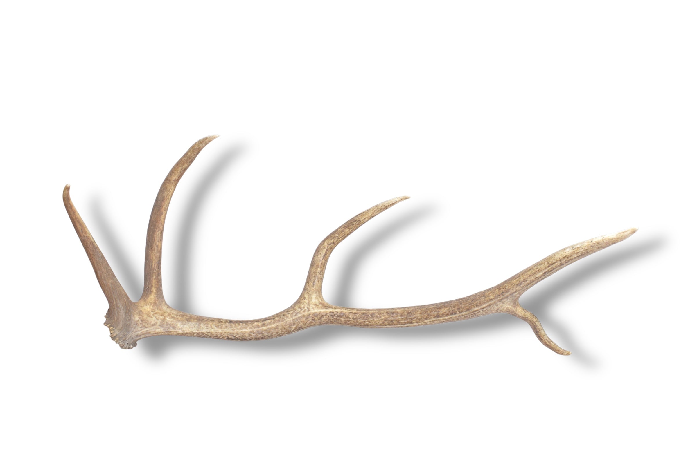 Elk Antler | Medium Size | 35