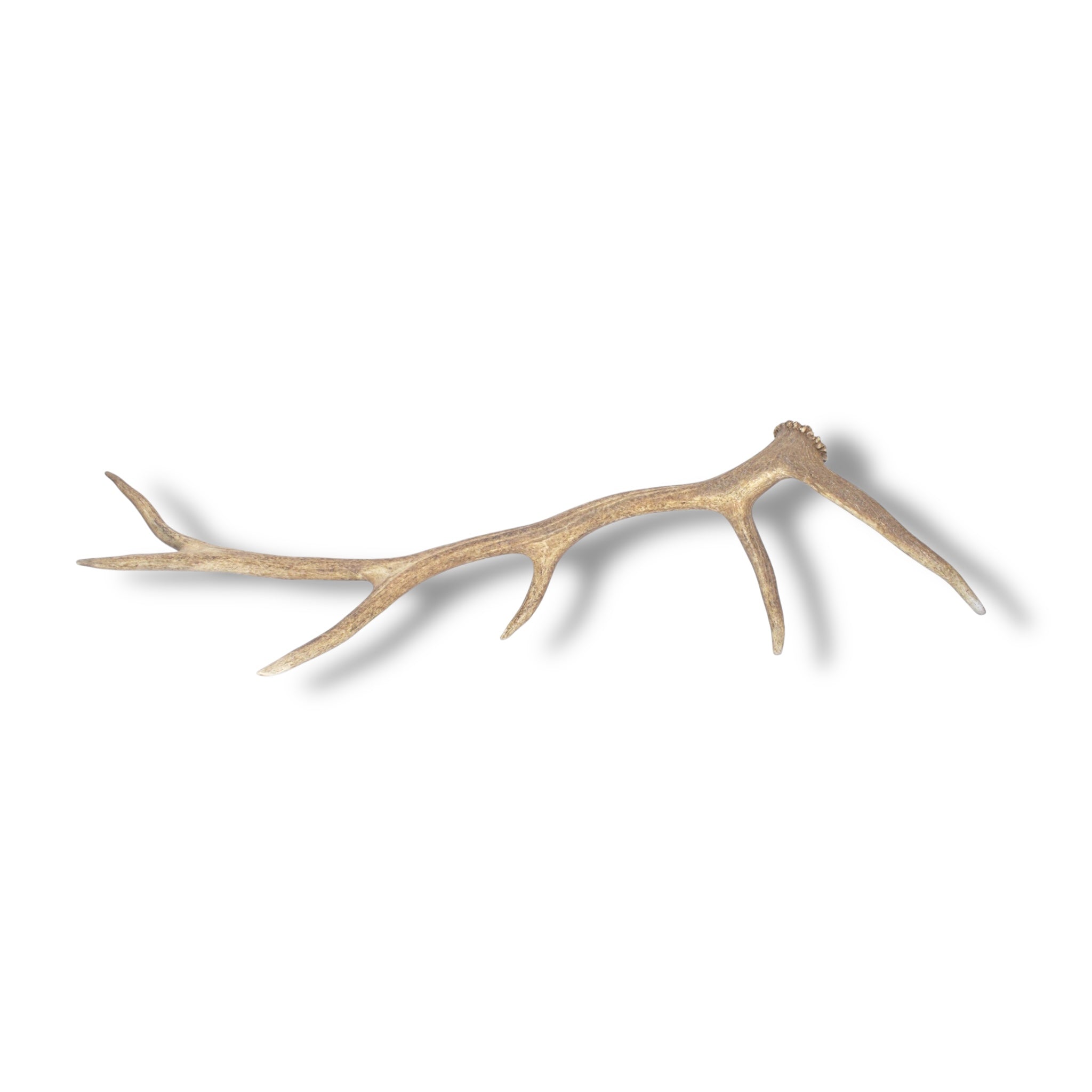 Elk Antler | 36 | SOLD OUT