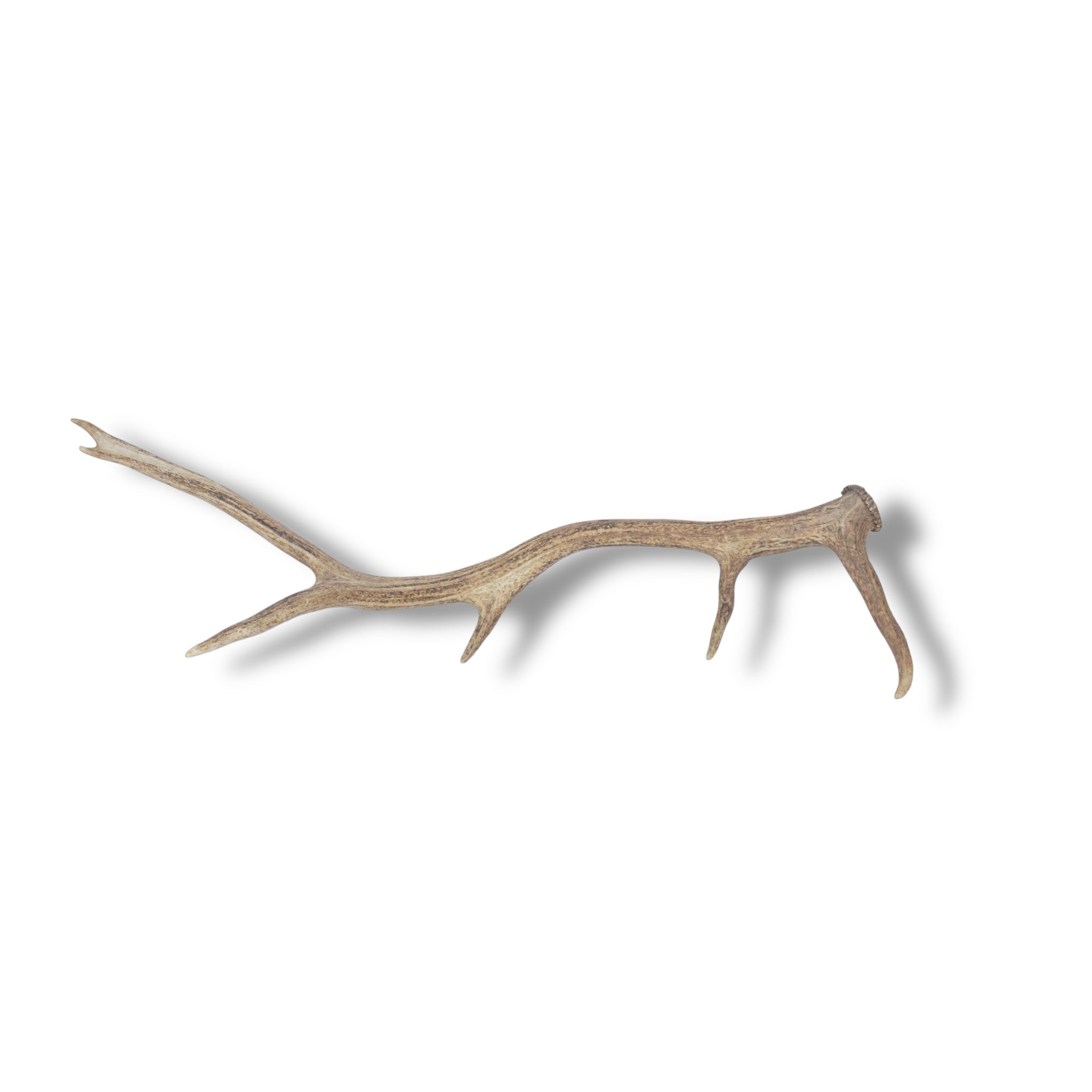 Elk Antler | Medium Size | 38