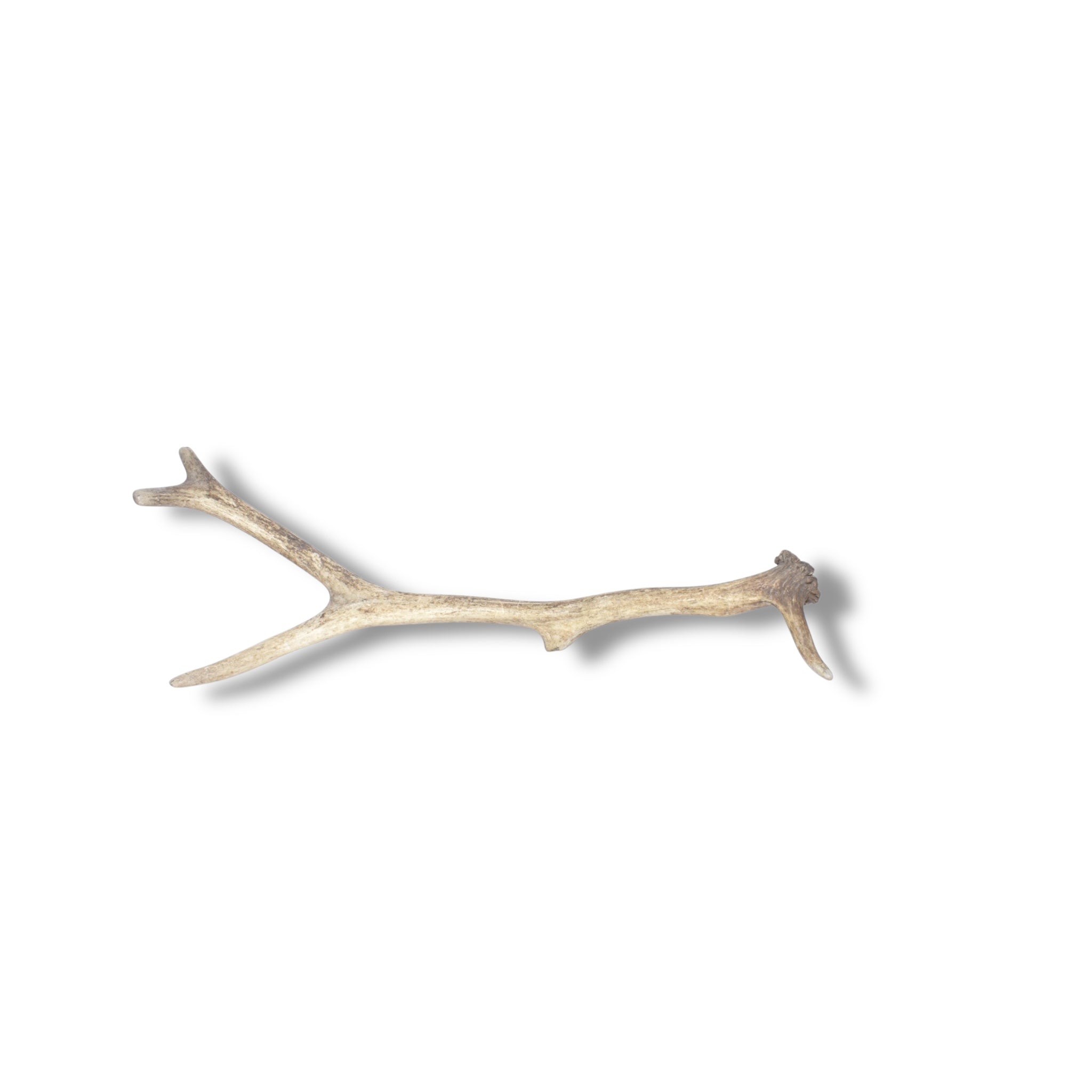 Elk Antler | Medium Size | 40