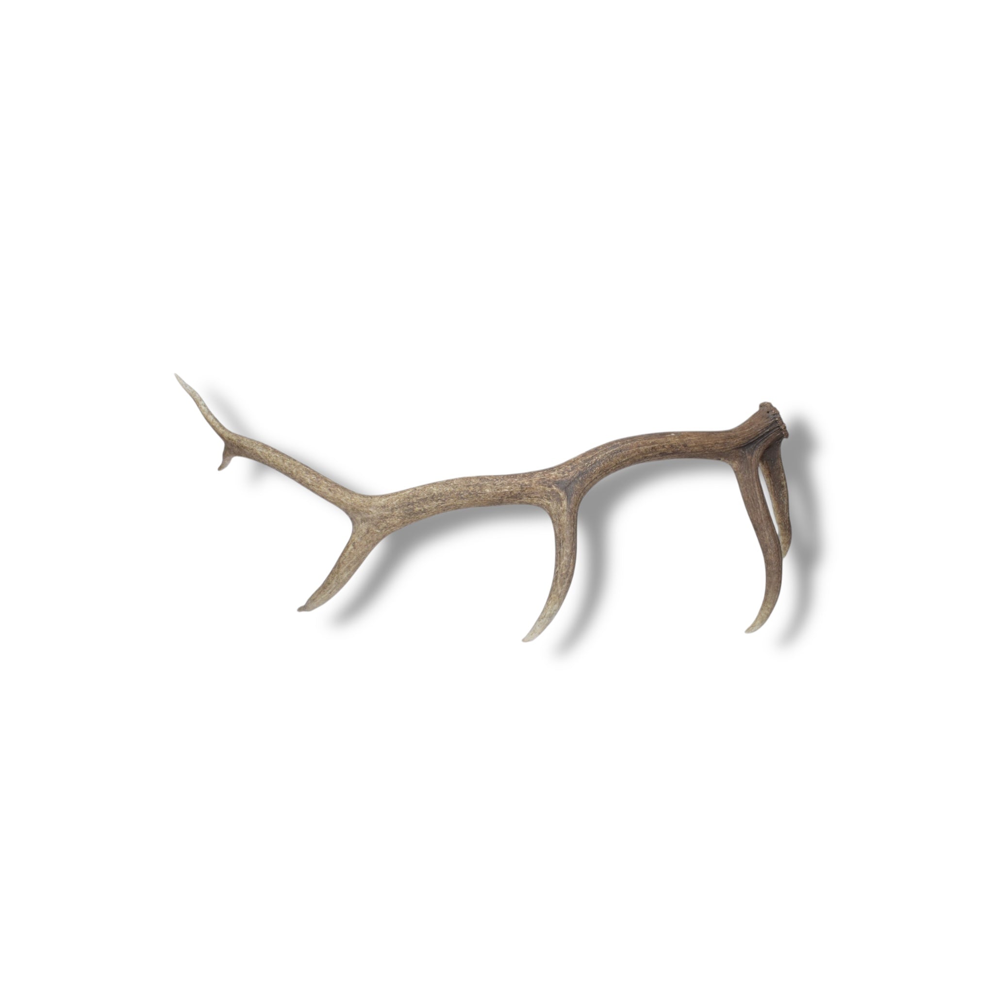 Elk Antler | Large Size | 41