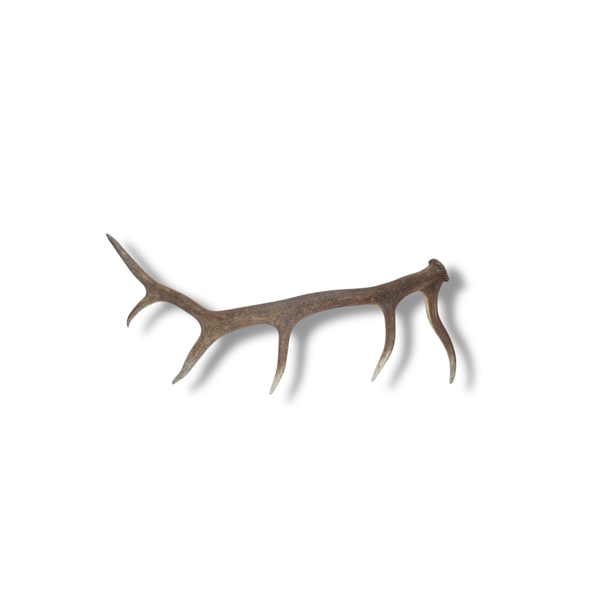 Elk Antler | Large Size | 42