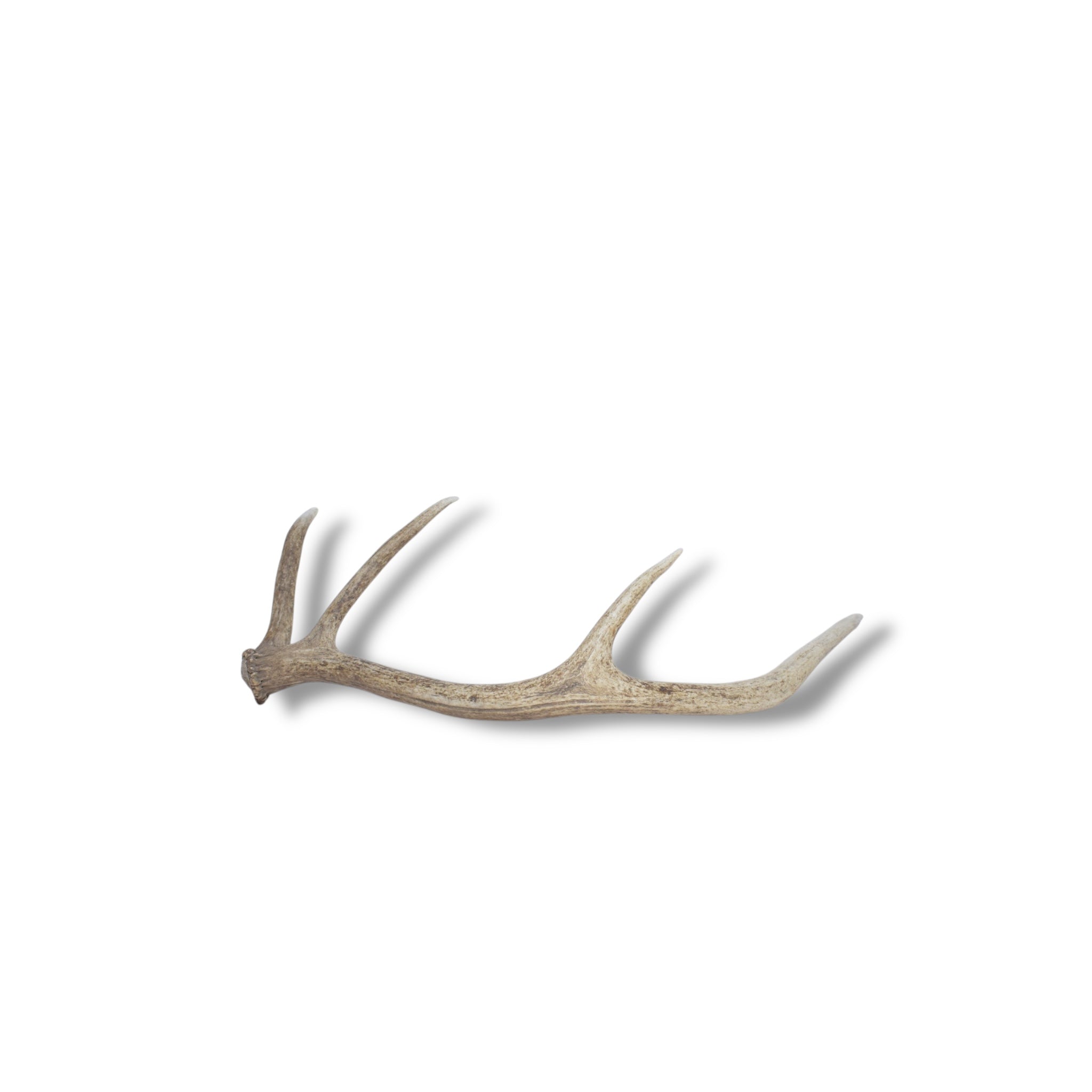 Elk Antler | Small Size | 43