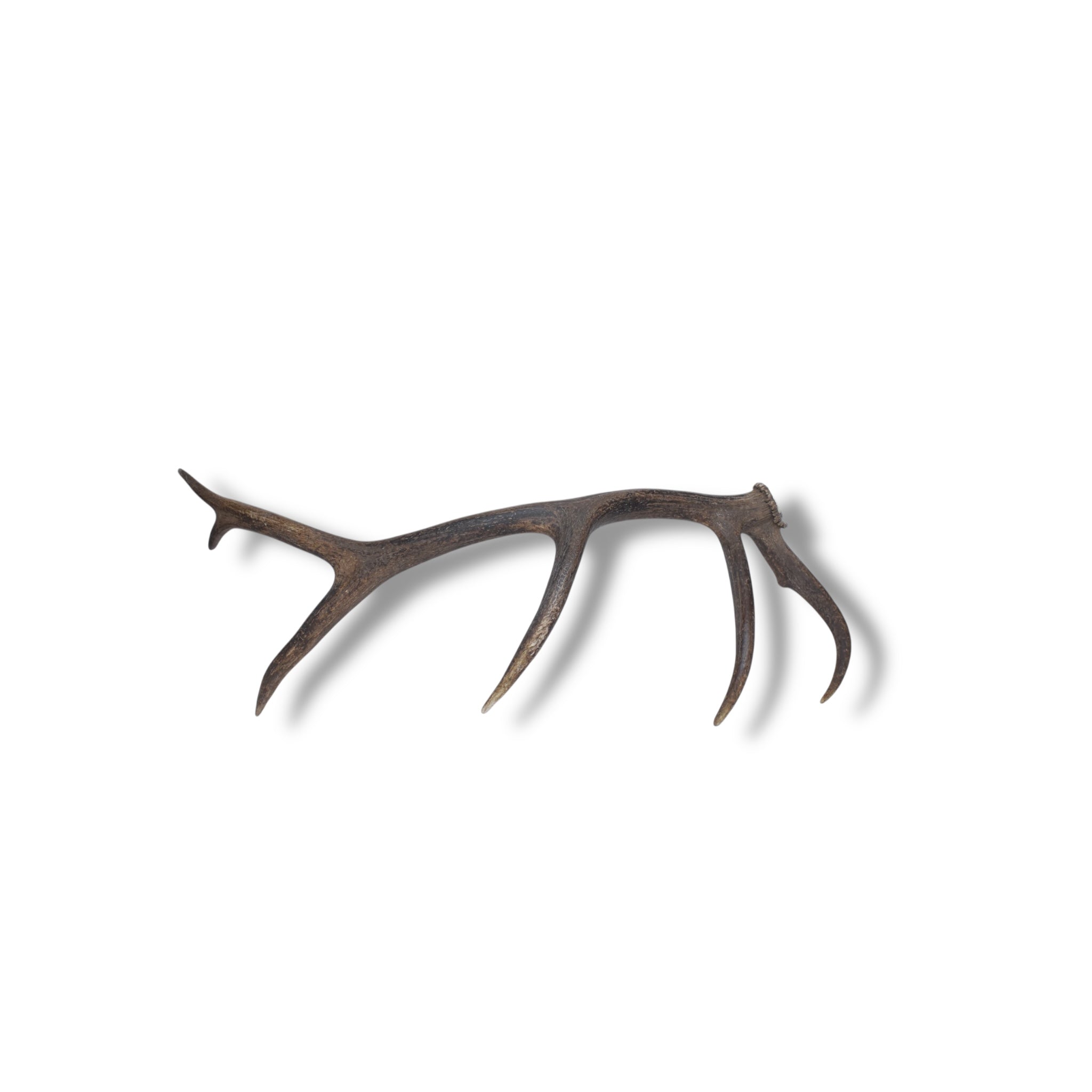 Elk Antler | Medium Size | 45