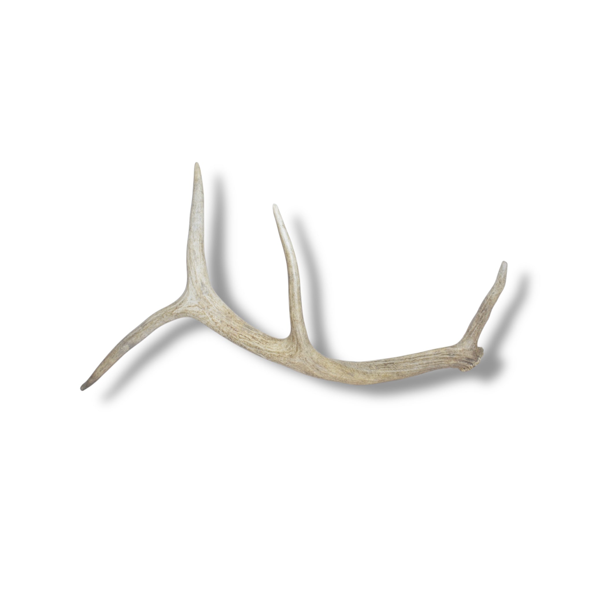 Elk Antler | Medium Size | 46