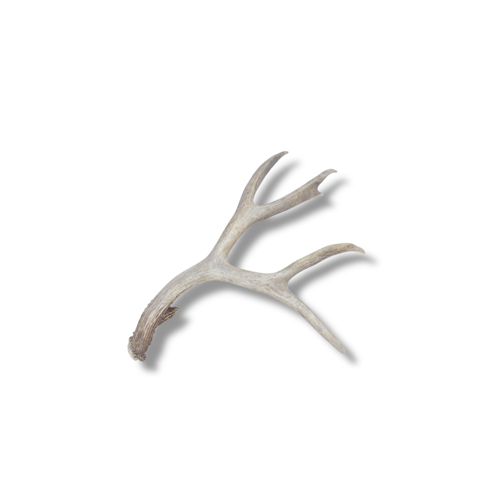 Mule Deer Antler | 04