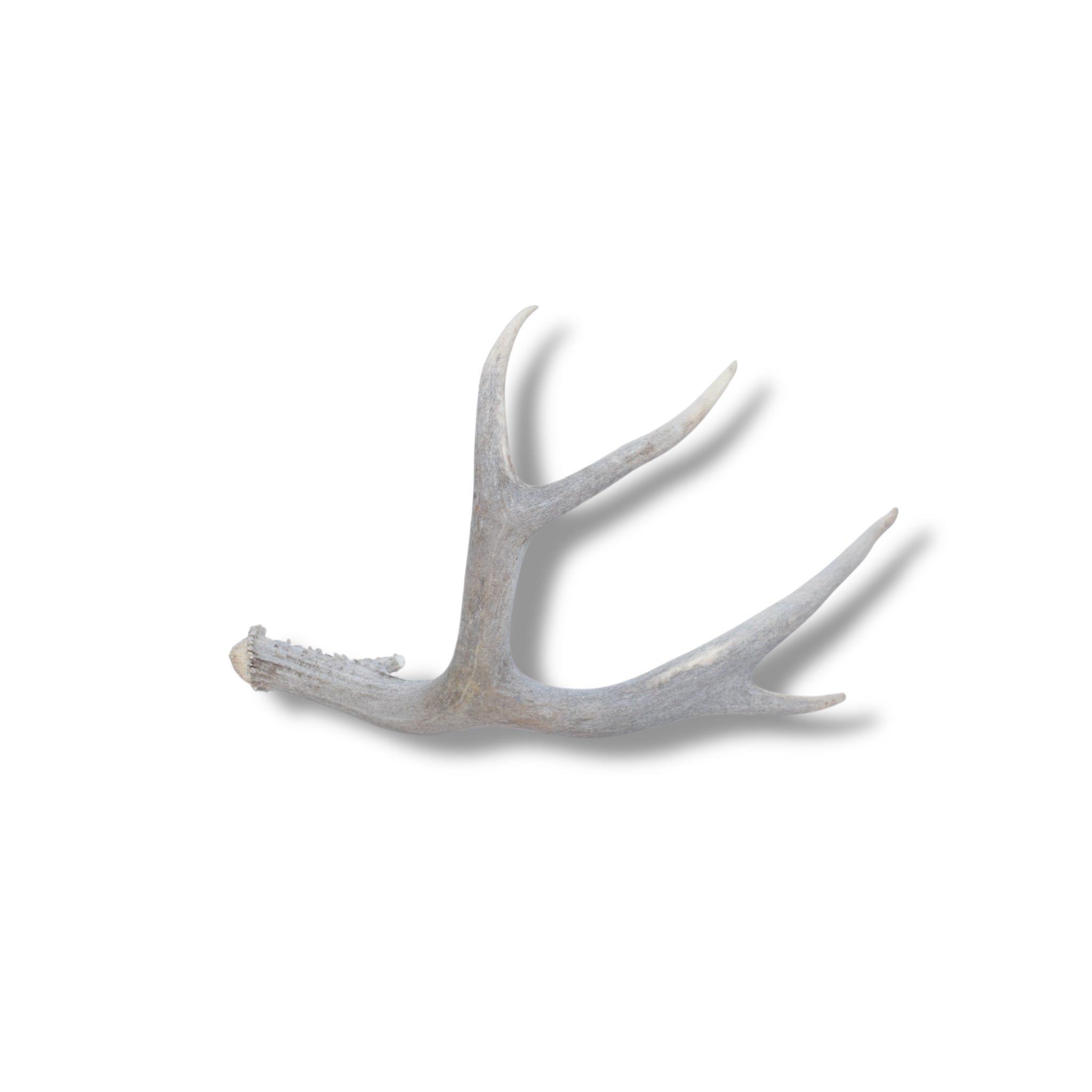 Mule Deer Antler | 05