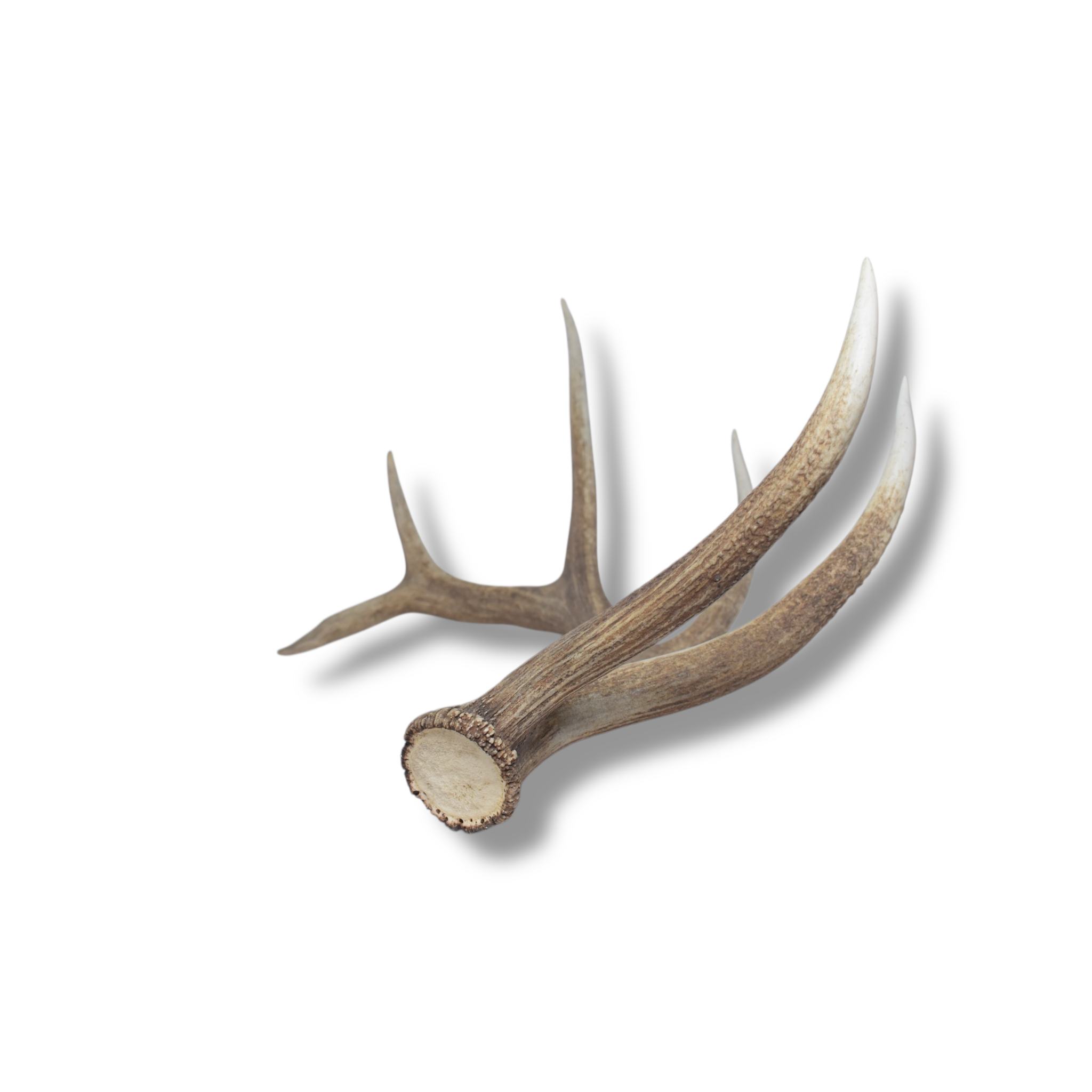 Elk Antler | 23 | SOLD OUT